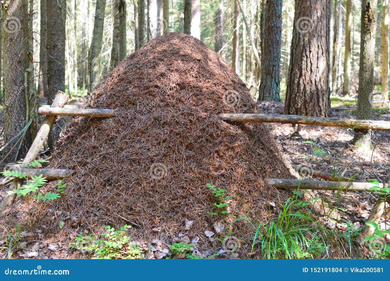 Grande Fourmiliere Dans La Foret De Sapin Photo Stock Image Du Maison Foret