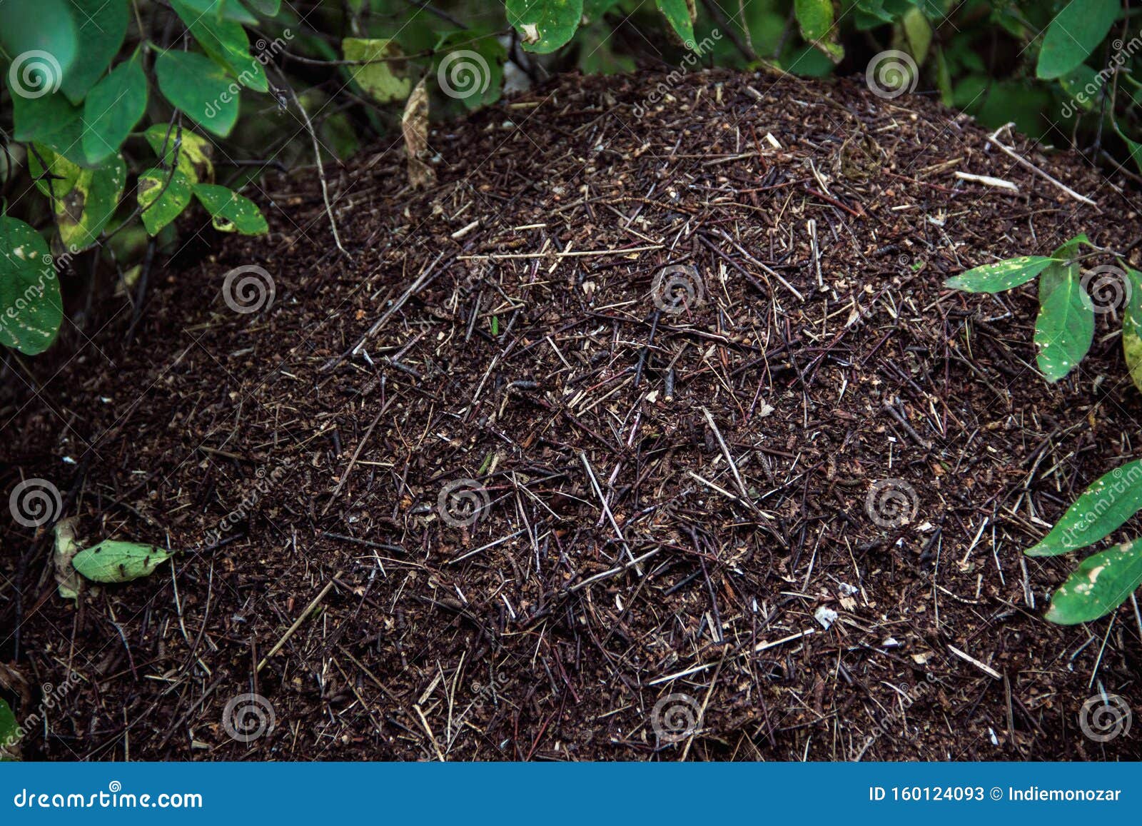 Grande Fourmiliere Dans La Foret Sur Fond D Herbe Verte Dans Une Foret Par Jour D Ete Colonie Des Fourmis Image Stock Image Du Insecte Groupe