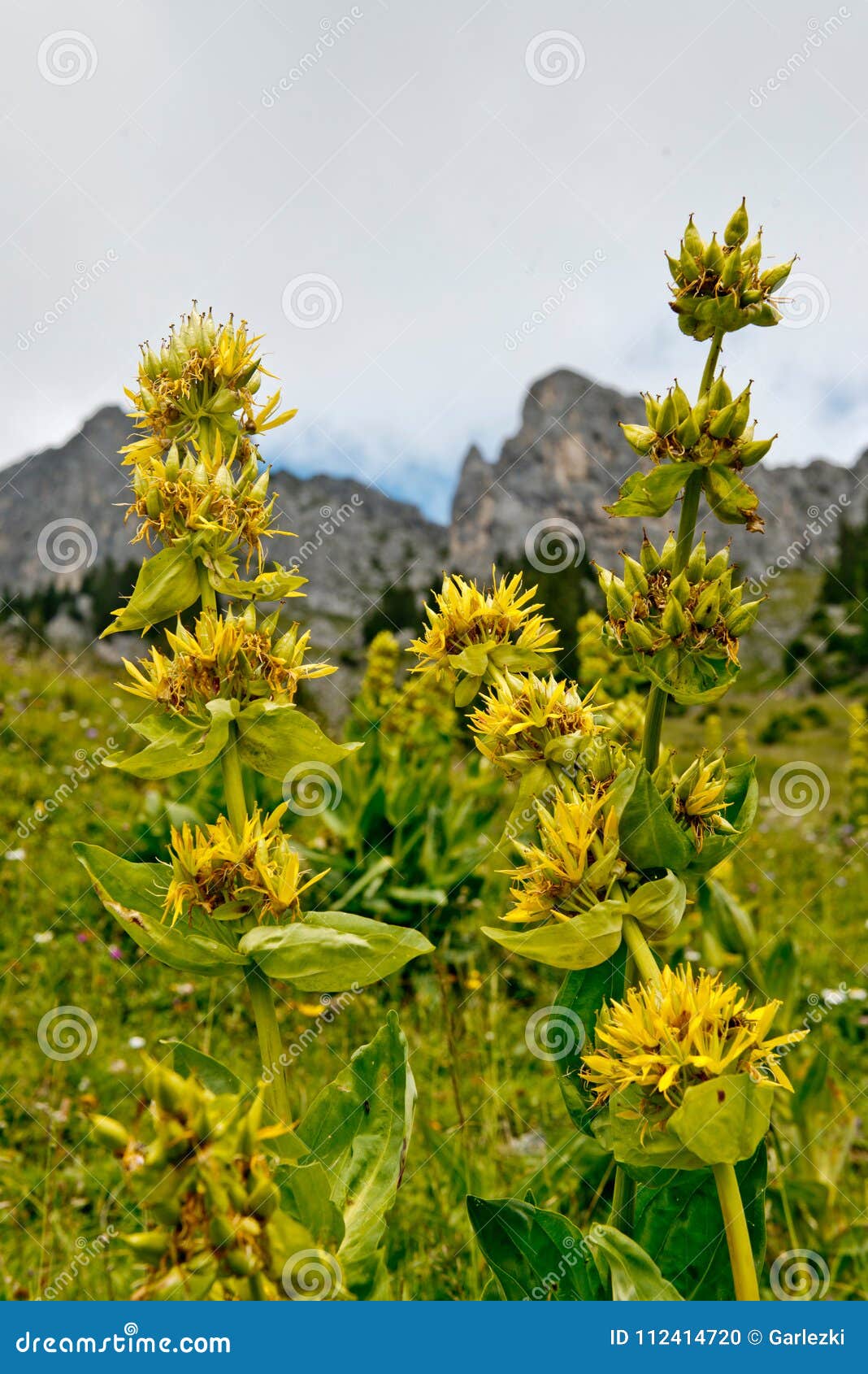 Grande Gentiane Jaune Dans Les Alpes Allemands Photo stock - Image du  grand, alpes: 112414720