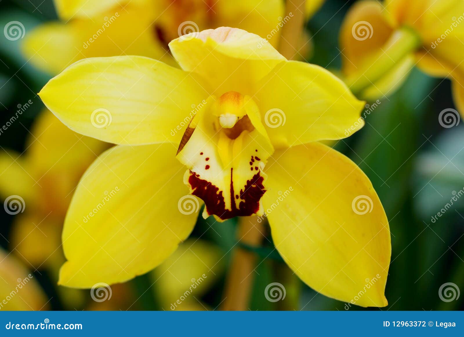 Grande orquídea amarela foto de stock. Imagem de pétala - 12963372