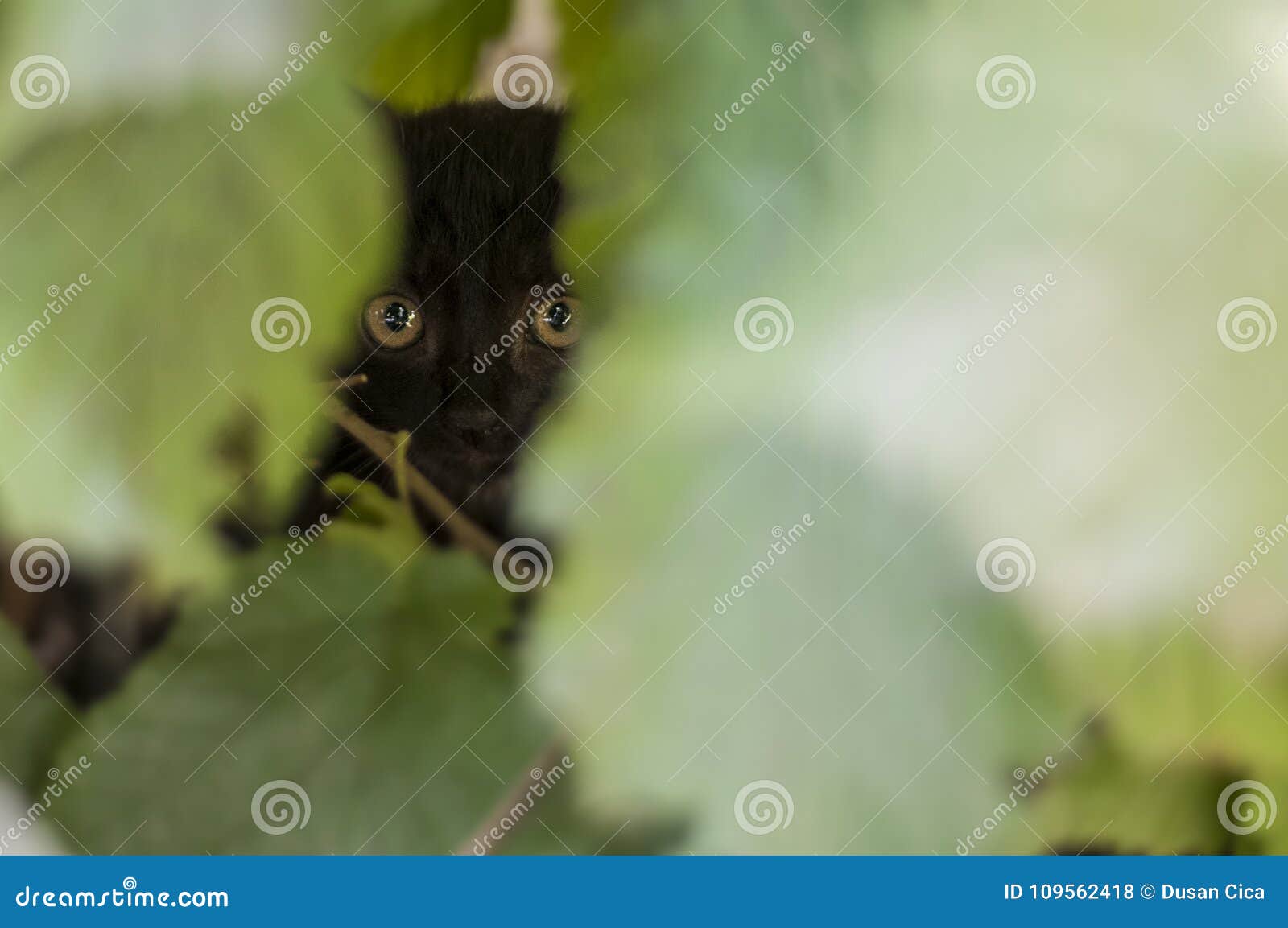 Grande Piccolo Gatto Osservato Che Vi Esamina Fotografia Stock