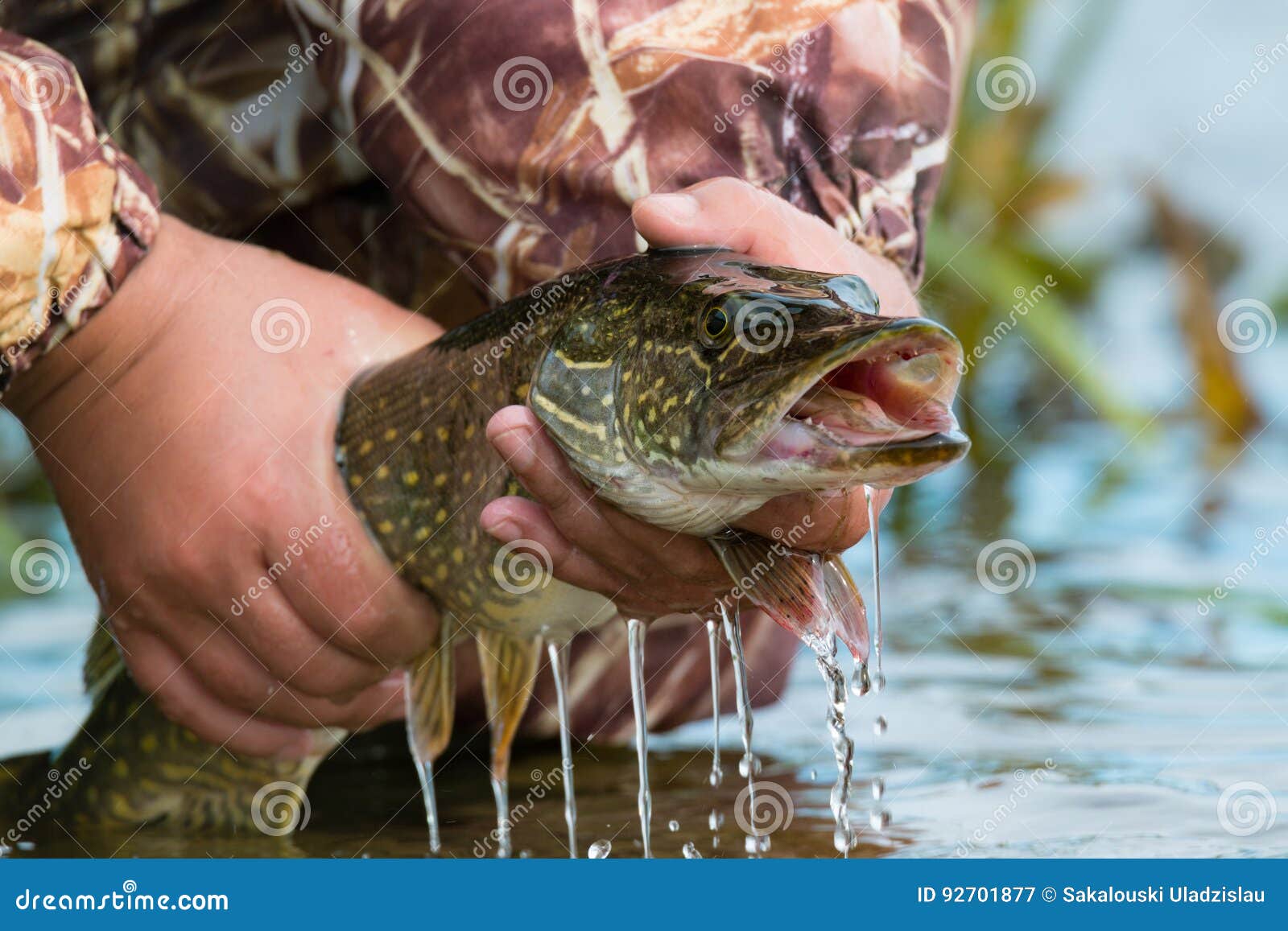 Grande Pique Aberto-mouthed Com Gotas Da água Corrente Na Mão Do ` S Do  Pescador Imagem de Stock - Imagem de prendedor, verde: 92701877