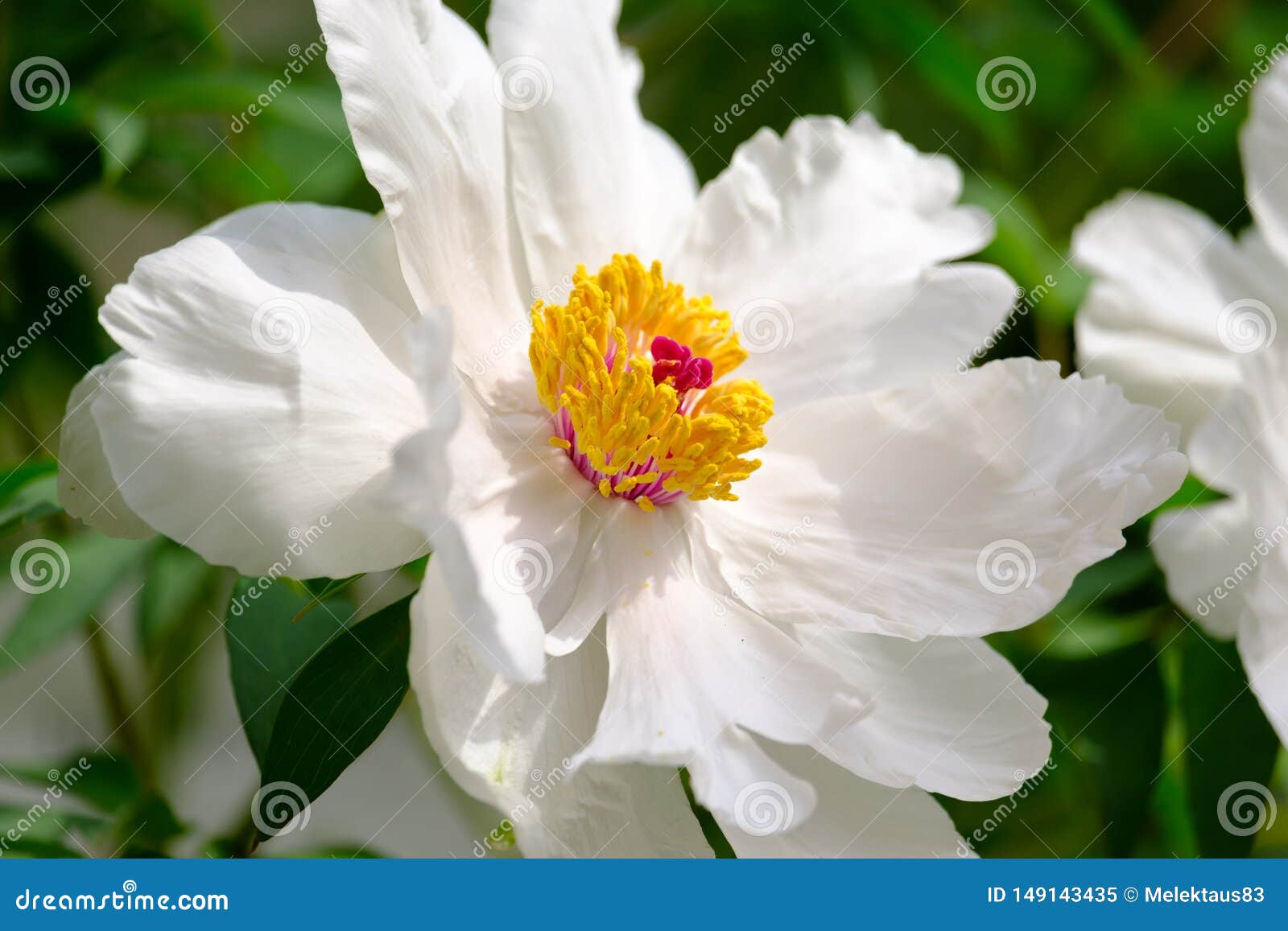 Grande Pivoine Blanche De Floraison Image stock - Image du fleur, pion:  149143435
