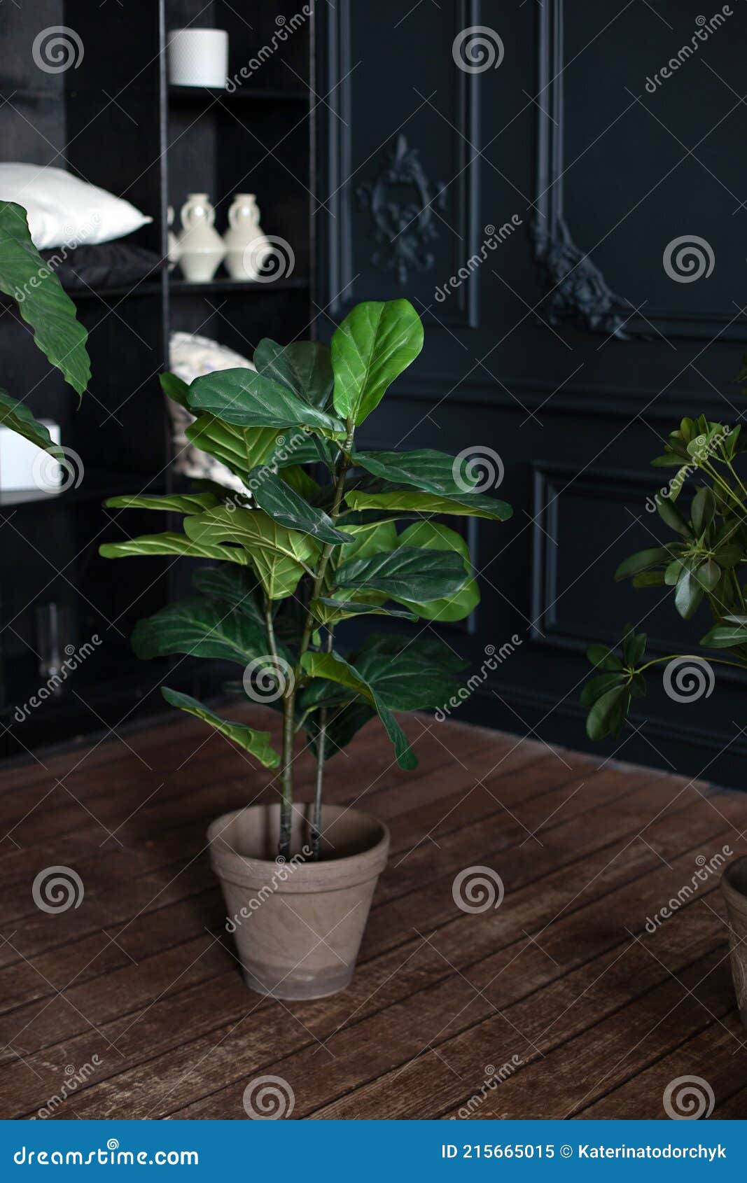 Grande Planta Verde Em Vaso No Chão De Madeira Em Sala De Estar Escura.  Decoração Da Selva Urbana. Plantas Domésticas. Plantas Mod Imagem de Stock  - Imagem de figo, violino: 215665015