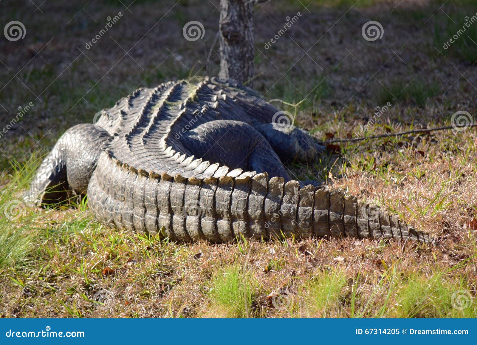 La Plus Grande Queu Du Monde Grande queue d'alligator image stock. Image du sommeils - 67314205