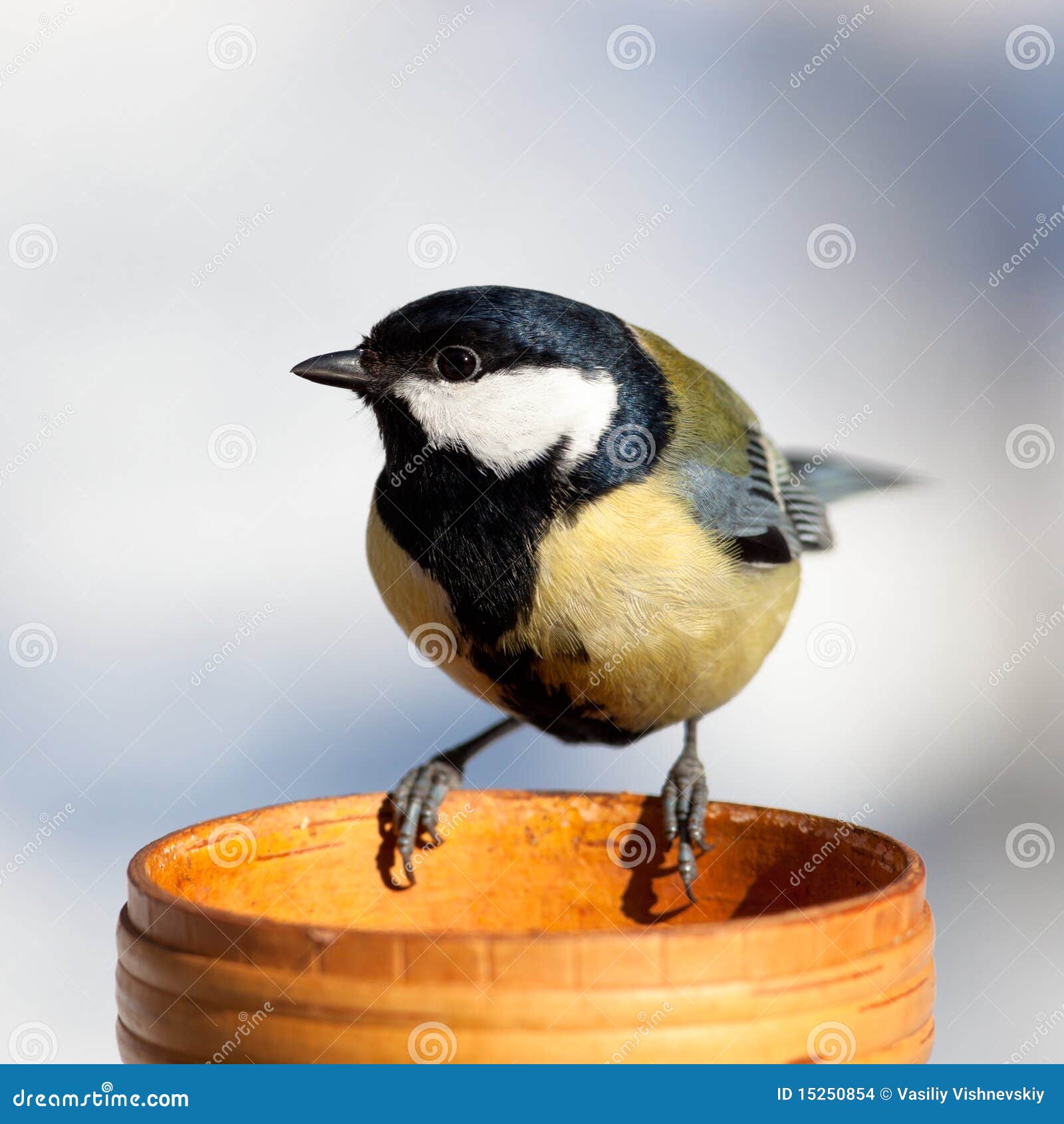 Grande Tit, maggiore del Parus. Il grande Tit (maggiore del Parus) si siede su un uccello-alimentatore.