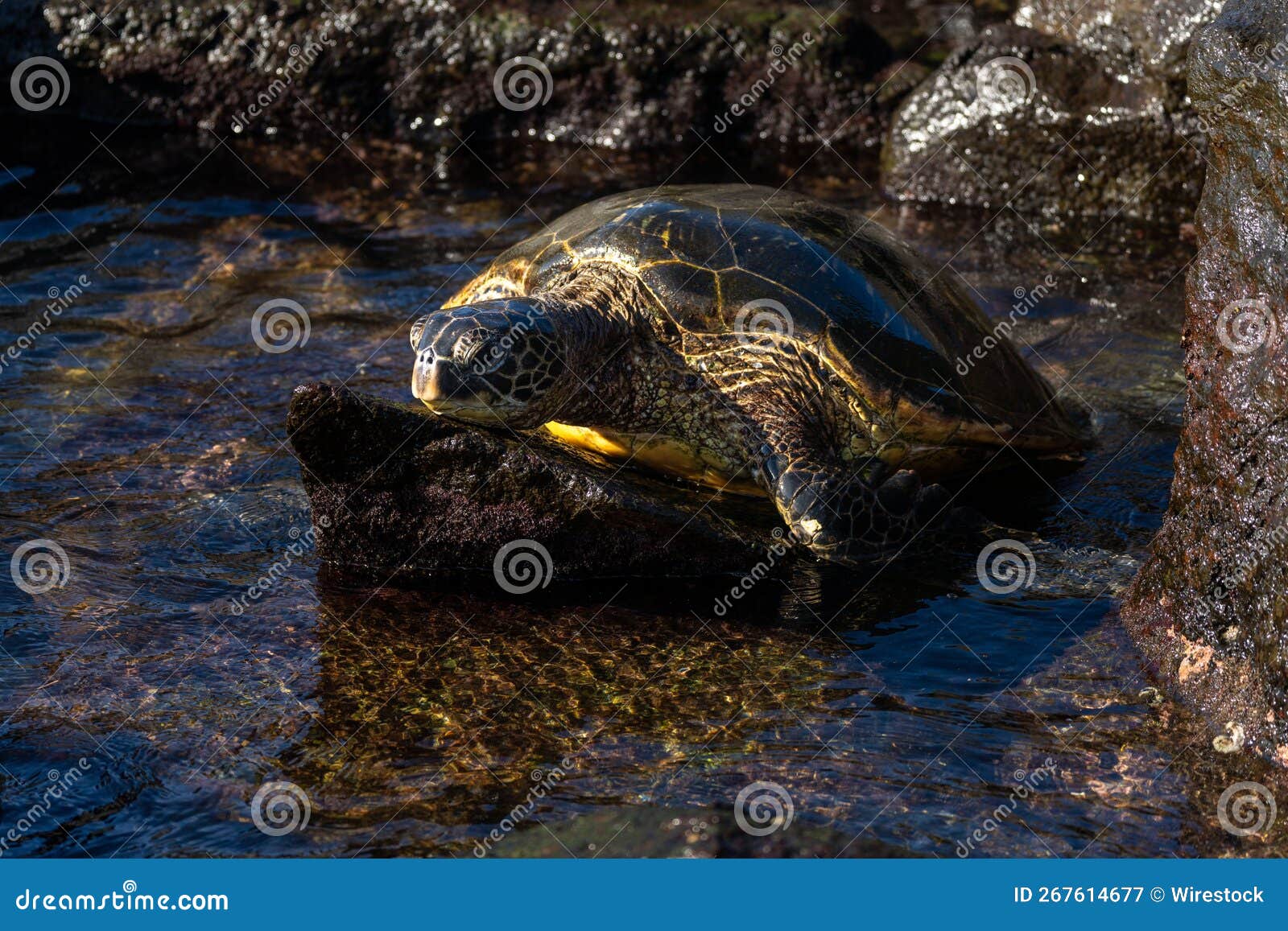 Grande Tortue De Mer Sur La Plage De Laniakea Aussi Connue Plage Tortue