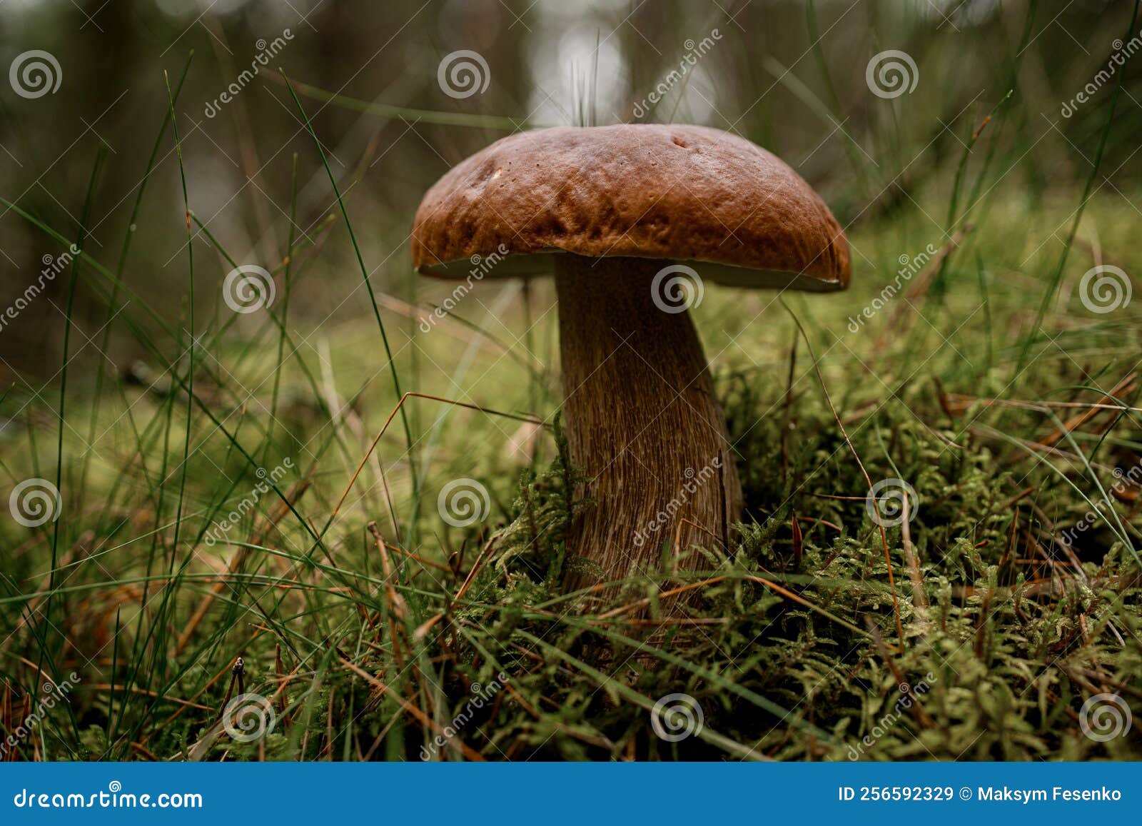 Uma figura de cogumelo feita de um grande número de pequenos cogumelos e  folhas de carvalho sobre um fundo azul. comida vegetariana natural da  floresta.