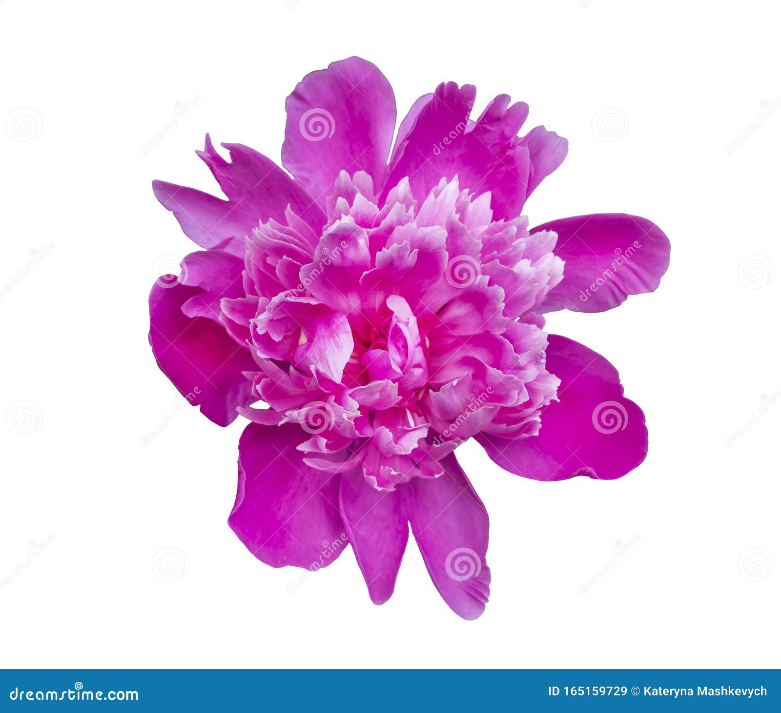 Grande Y Hermosa Cabeza Floral Rosa Paeonia Lactiflora Peonia China Peony O  Jardín Común Peony Aislado En Fondo Blanco Imagen de archivo - Imagen de  fucsia, hermoso: 165159729