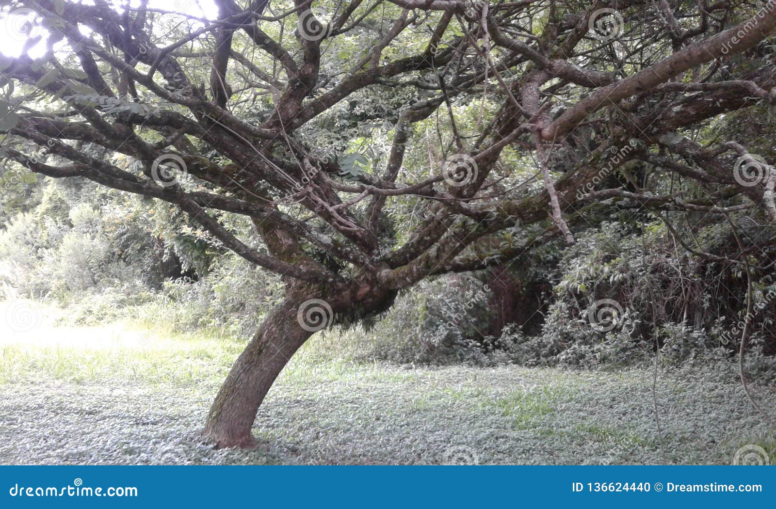grande ÃÂrvore castanheira