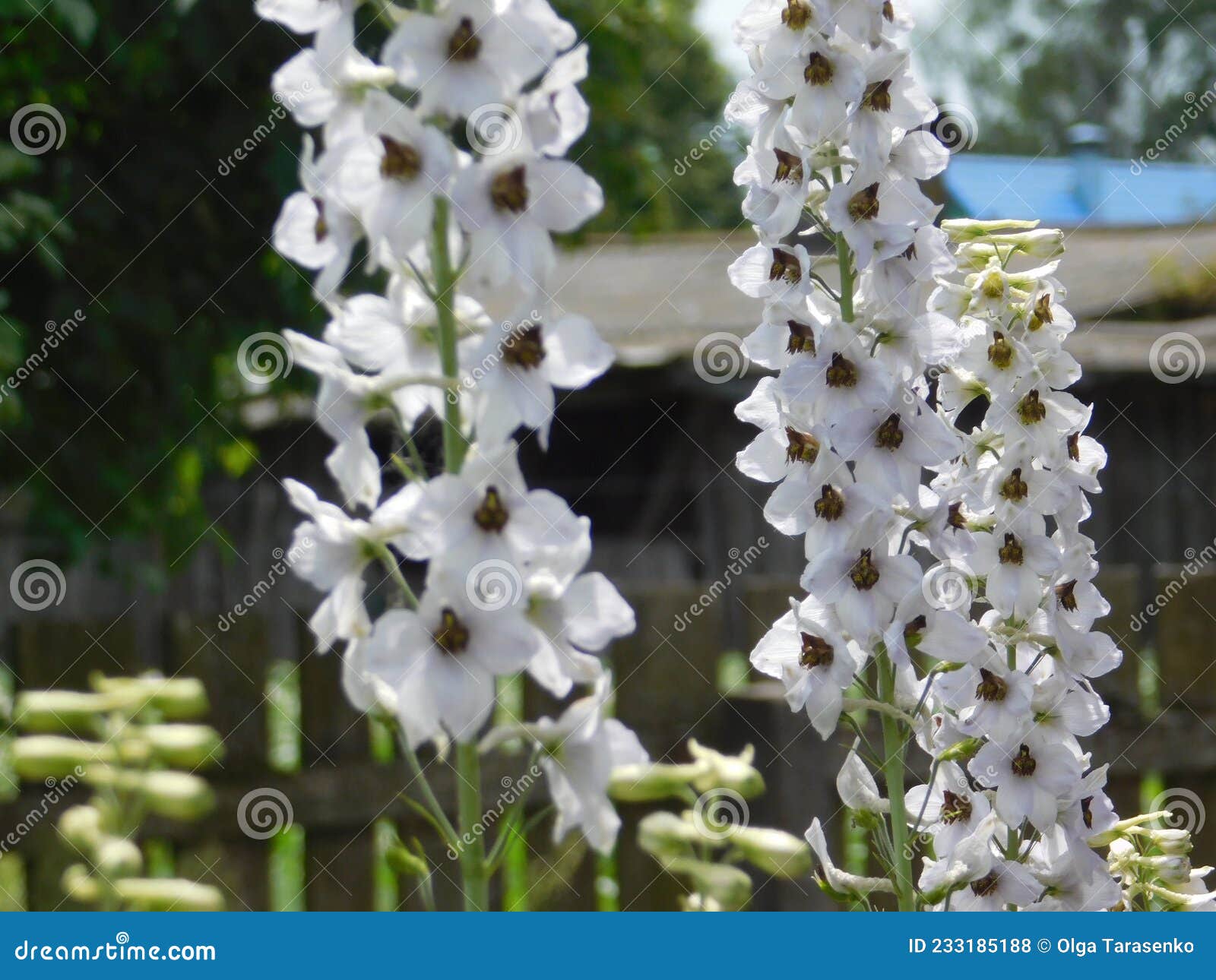 Grandes Fleurs Blanches Dans Le Jardin Photo stock - Image du jardin,  patte: 233185188