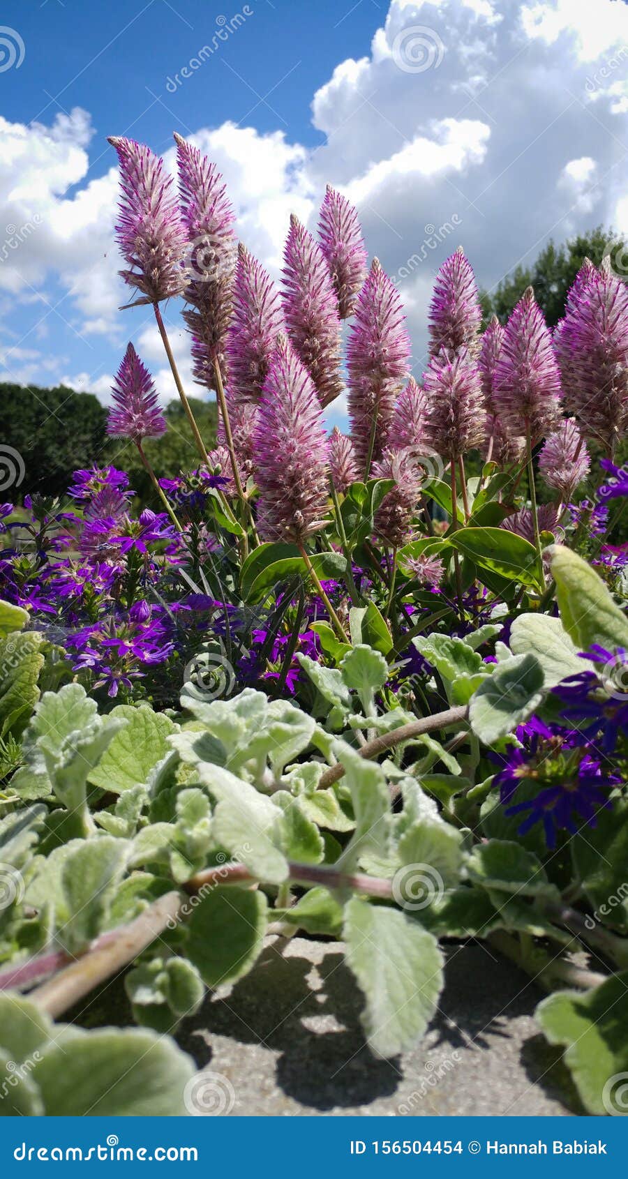 Grandes Fleurs En Forme De Cône Violet Photo stock - Image du nuages,  formé: 156504454