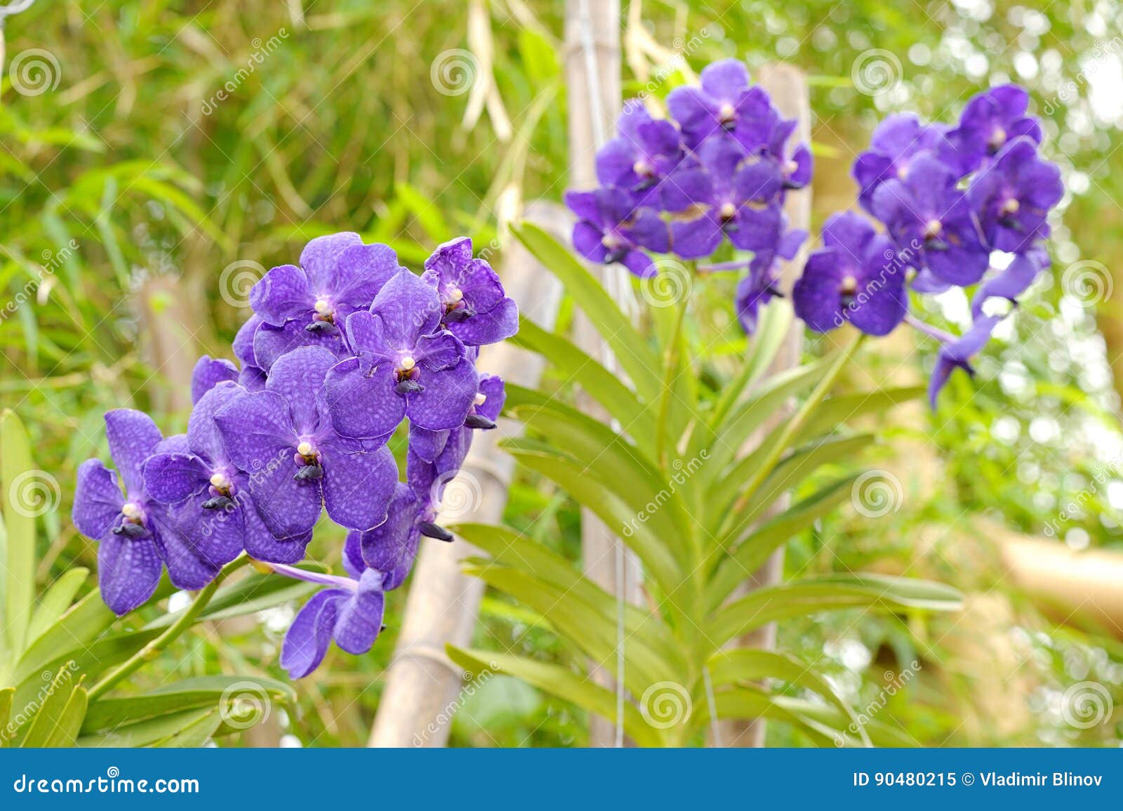 Grandes Fleurs Violettes D'orchidée Image stock - Image du serre,  floraison: 90480215