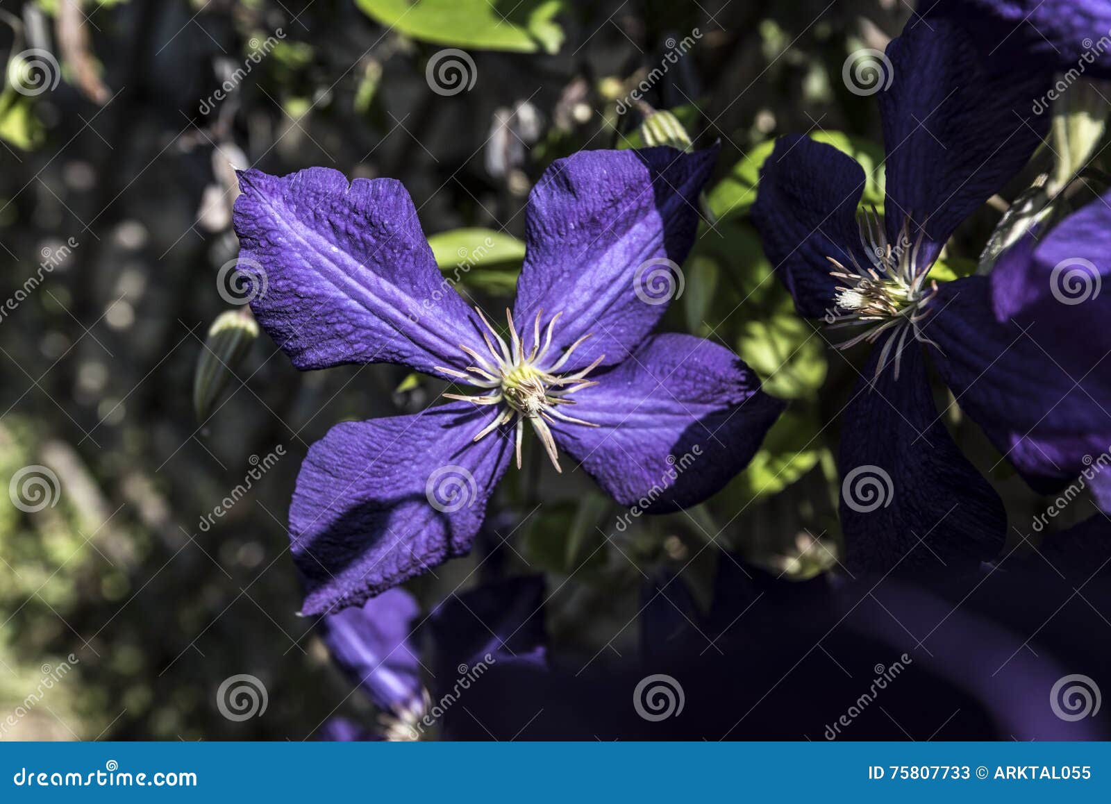 Grandes Fleurs Violettes De Pétales Image stock - Image du accroissement,  vigueur: 75807733