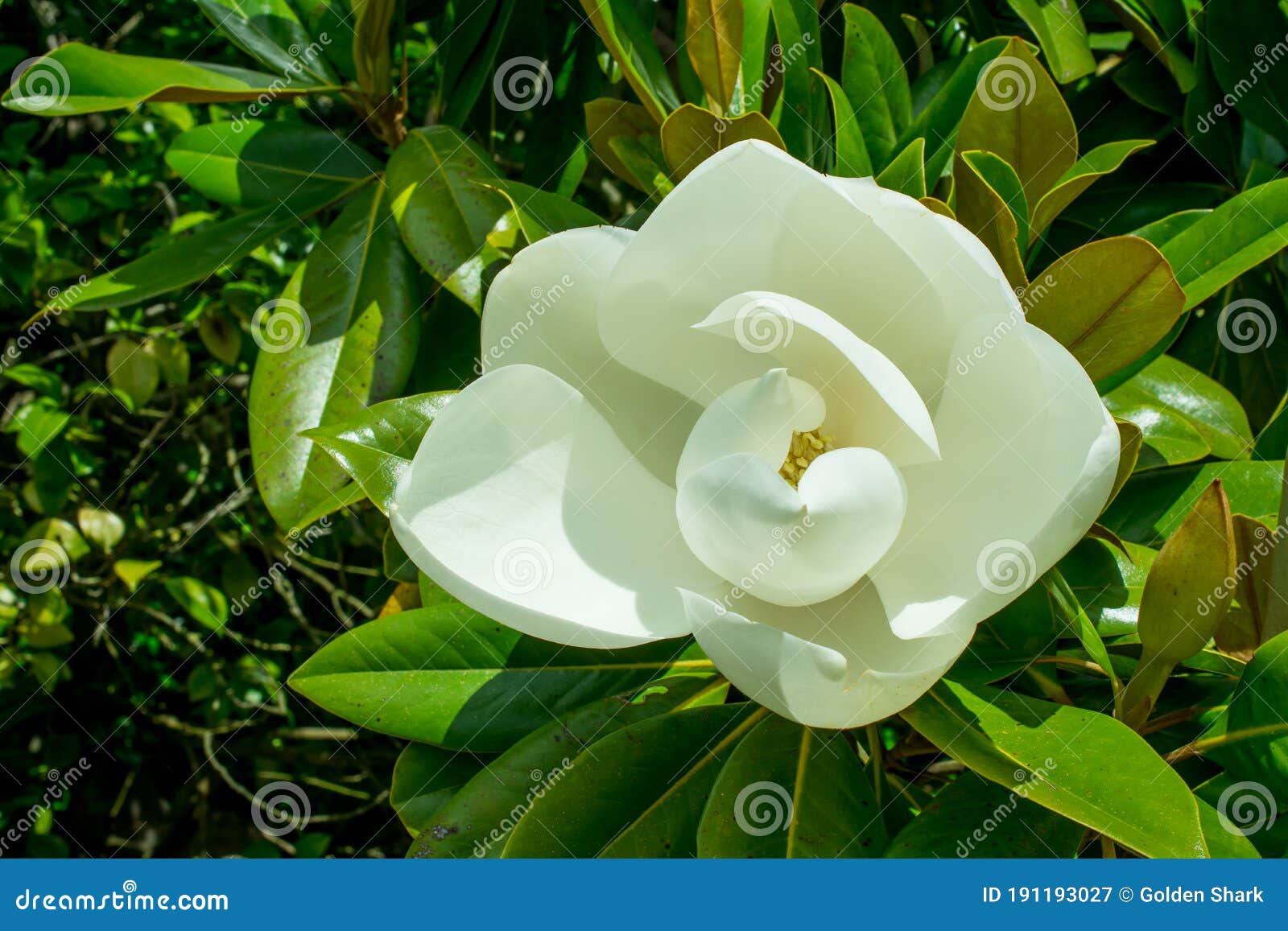 Grandes Flores Blancas Y Aromáticas De La Magnolia Grandiflora Un árbol  Verdoso Llamativo Con Grandes Hojas Verdes Oscuras Imagen de archivo -  Imagen de aroma, detalle: 191193027