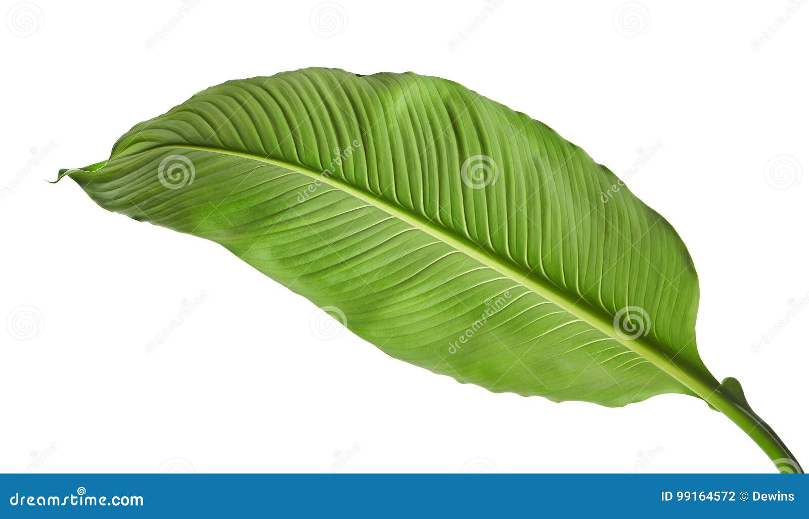 Grandes Folhas Do Lírio De Spathiphyllum Ou De Paz, Folha Verde Fresca  Isolada No Fundo Branco Foto de Stock - Imagem de suculento, fresco:  99164572