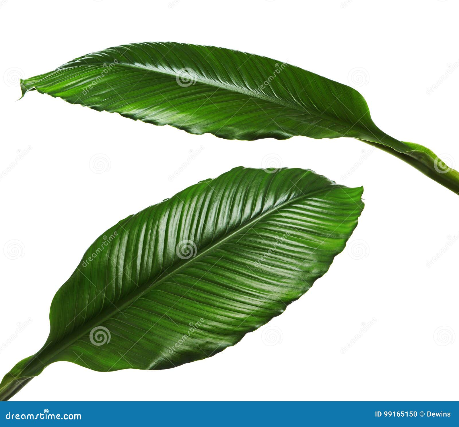 Grandes Folhas Do Lírio De Spathiphyllum Ou De Paz, Folha Verde Fresca  Isolada No Fundo Branco Foto de Stock - Imagem de suculento, mola: 99165150