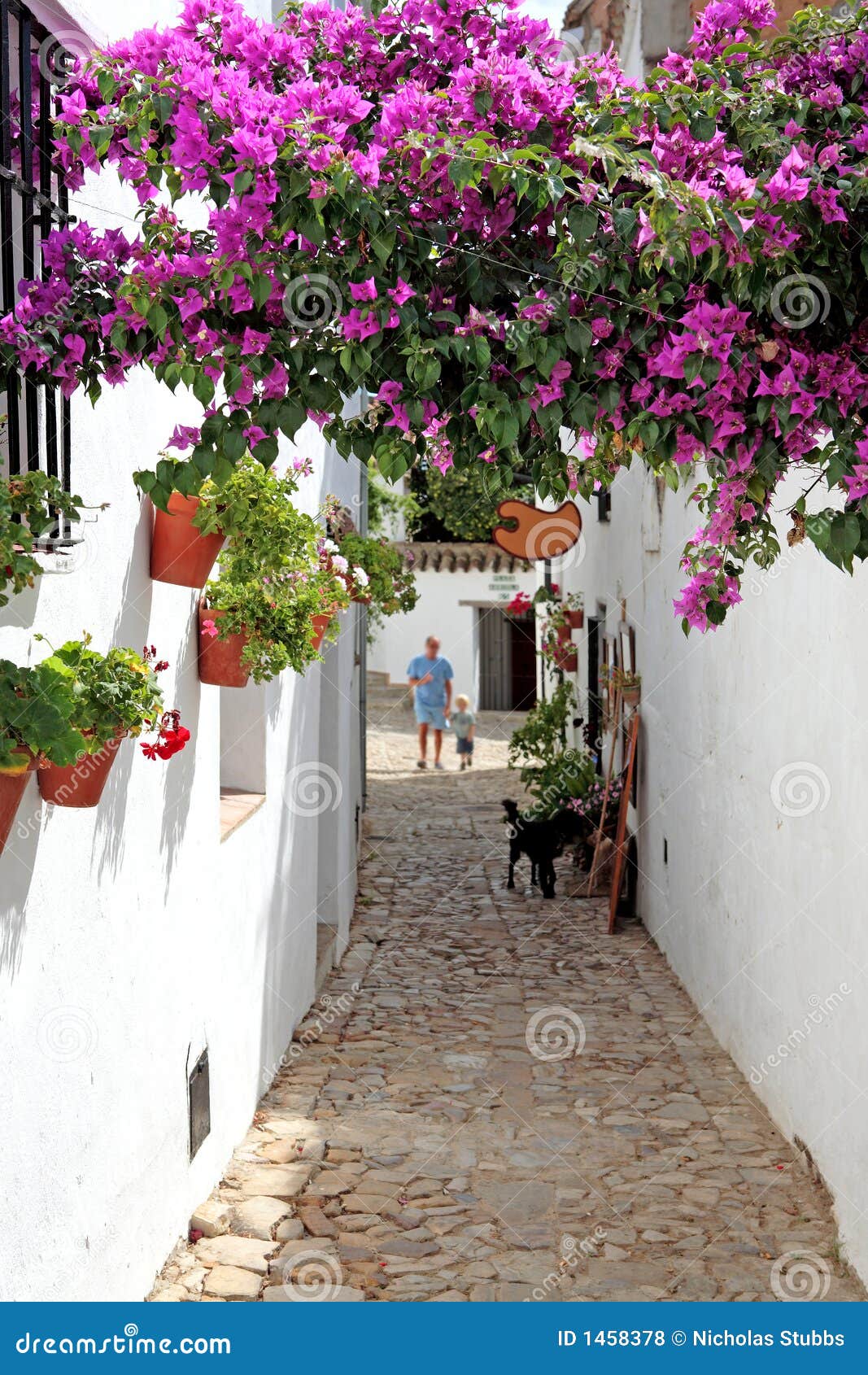 568 Bougainvillea Streets Photos Free Royalty Free Stock Photos From Dreamstime