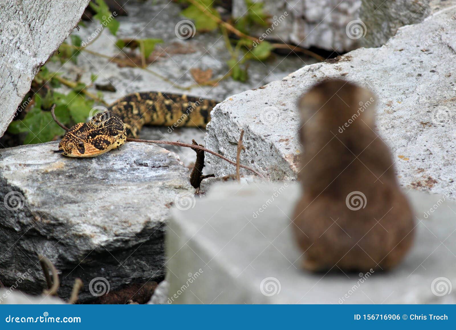 Grandi Fiocchi Di Serpenti A Caccia Di Animali Carini Fotografia Stock Immagine Di Spaventoso Citt