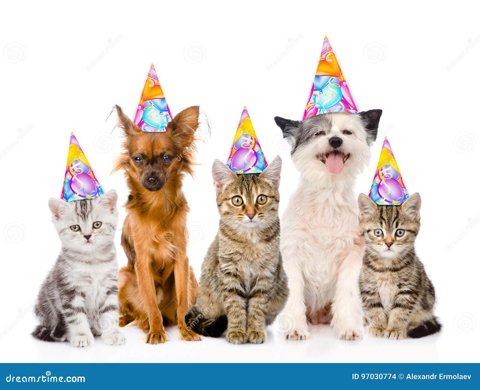 Cappello da Compleanno per Cani e Gatti e Rosa Felice Felice Compleanno per Ragazza Cane Gatto Cane Gatto Gatto Decorazioni per Feste di Compleanno Accessori