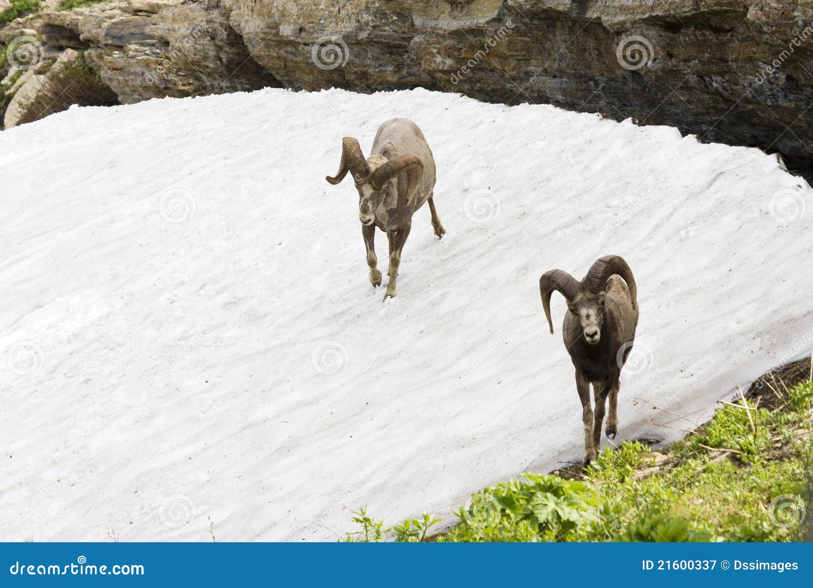 Grandi pecore del corno in neve. Due grandi pecore del corno che camminano attraverso la neve vicino ad una sporgenza della roccia