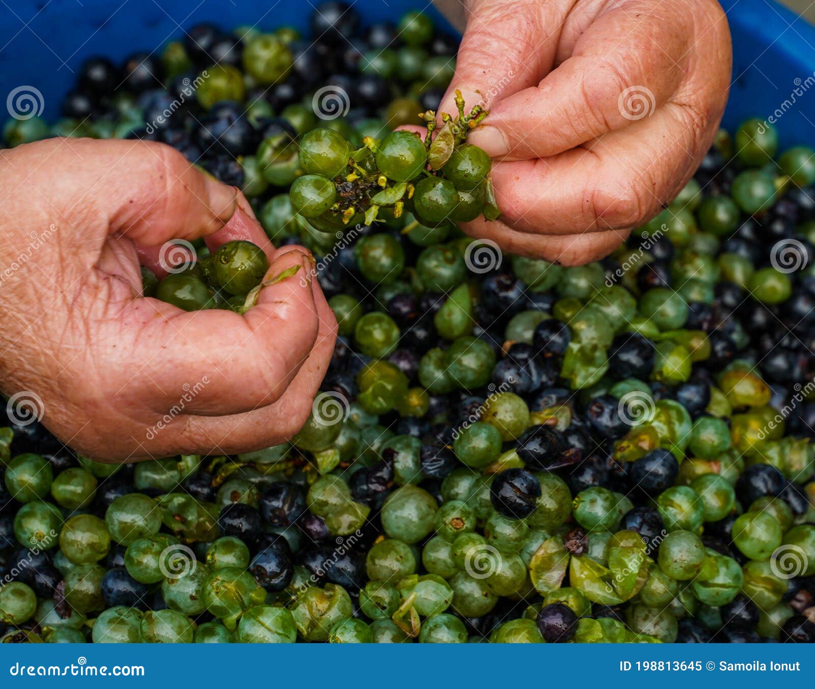 Grandmother Hands Preparing Grapes for Wine Stock Image Image of