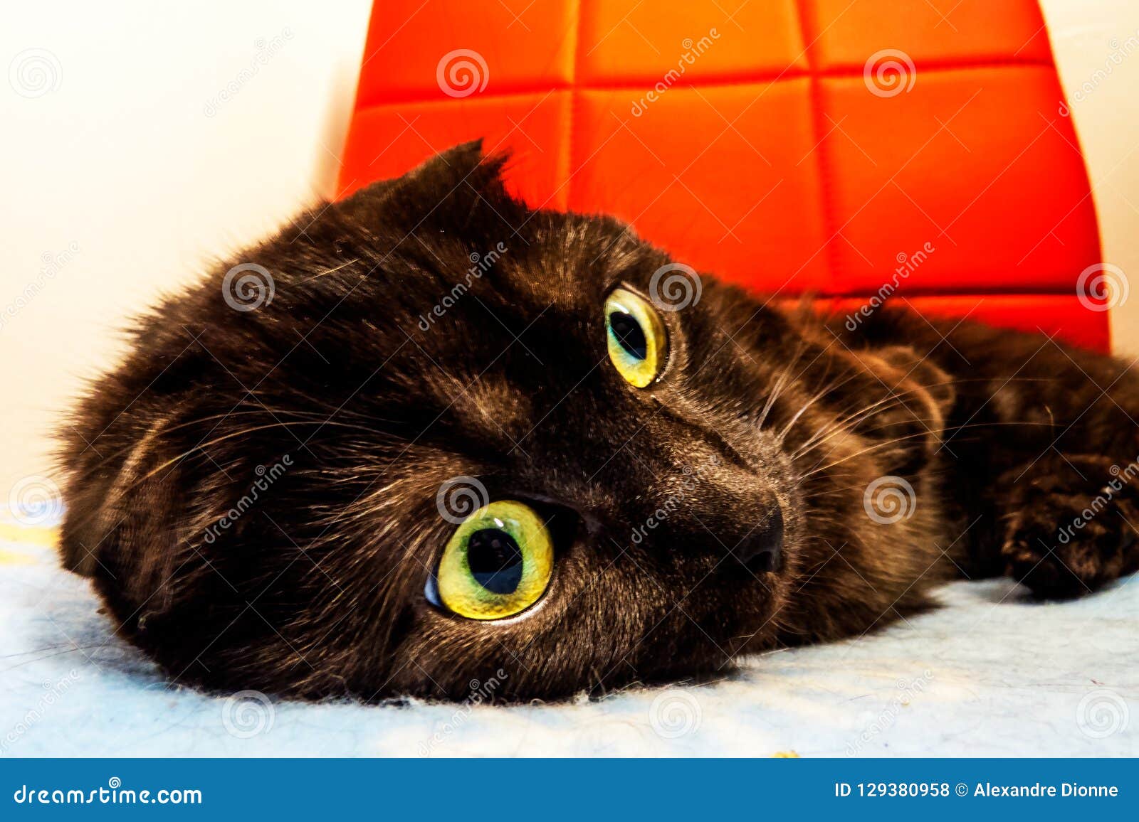 Grands Yeux D Un Chat Ecossais Mignon De Munchkin De Pli Photo Stock Image Du Pelucheux Lumineux