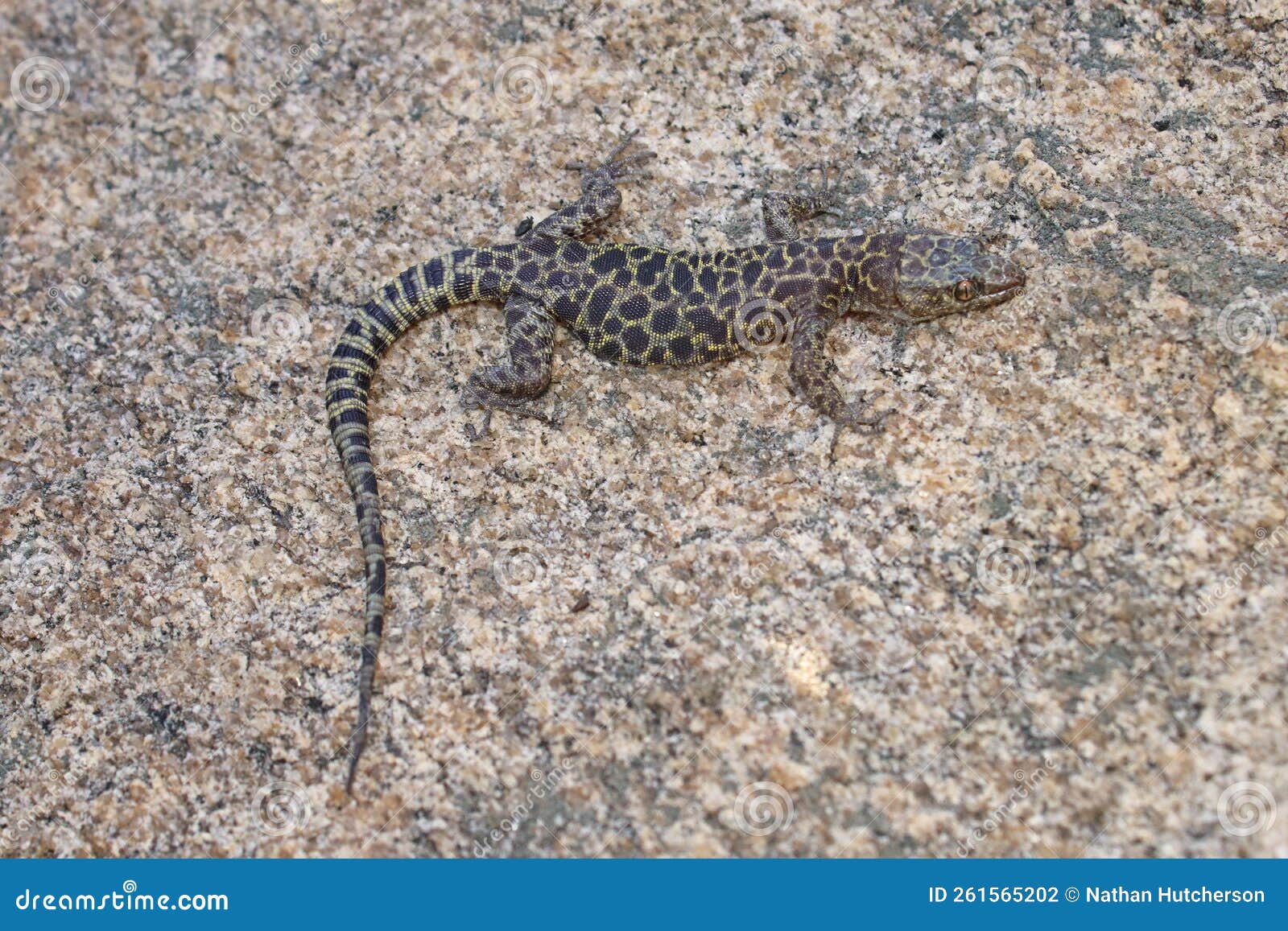 granite night lizard, xantusia henshawi on granite boulder