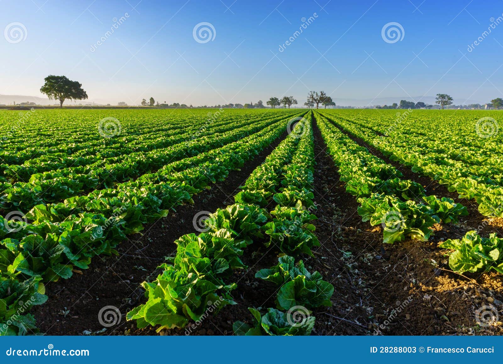 Granja californiana imagen de archivo. Imagen de perspectiva 28288003