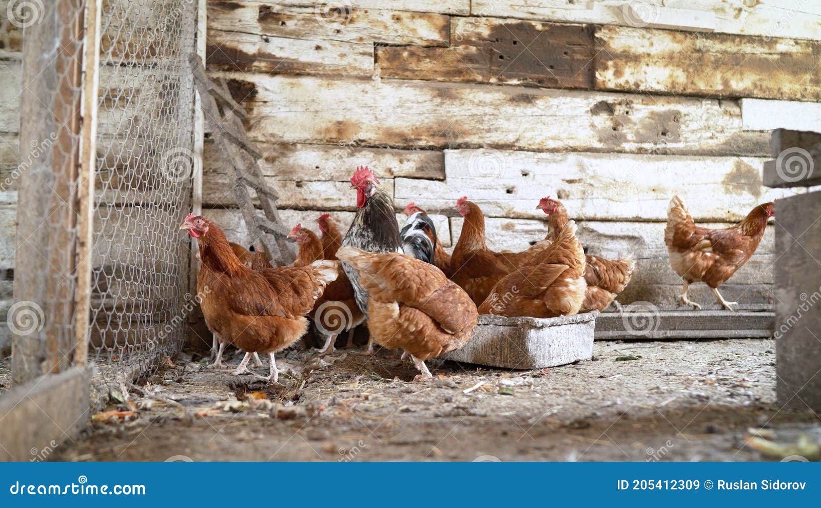 Granja De Pollo De Corral. Pollo En Una Granja Rural. La Vida De Los Pollos En Una Gallina Imagen de archivo - Imagen de heno, pollo: 205412309 Granja De Pollo De Corral. Pollo En Una Granja Rural. La Vida De Los Pollos En Una Gallina Imagen de archivo - Imagen de heno, pollo: 205412309