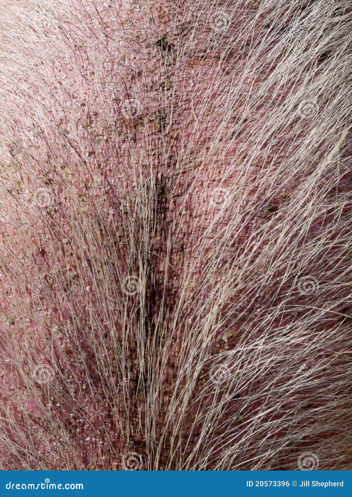 Granja Piel De Cerdo Melenuda Foto