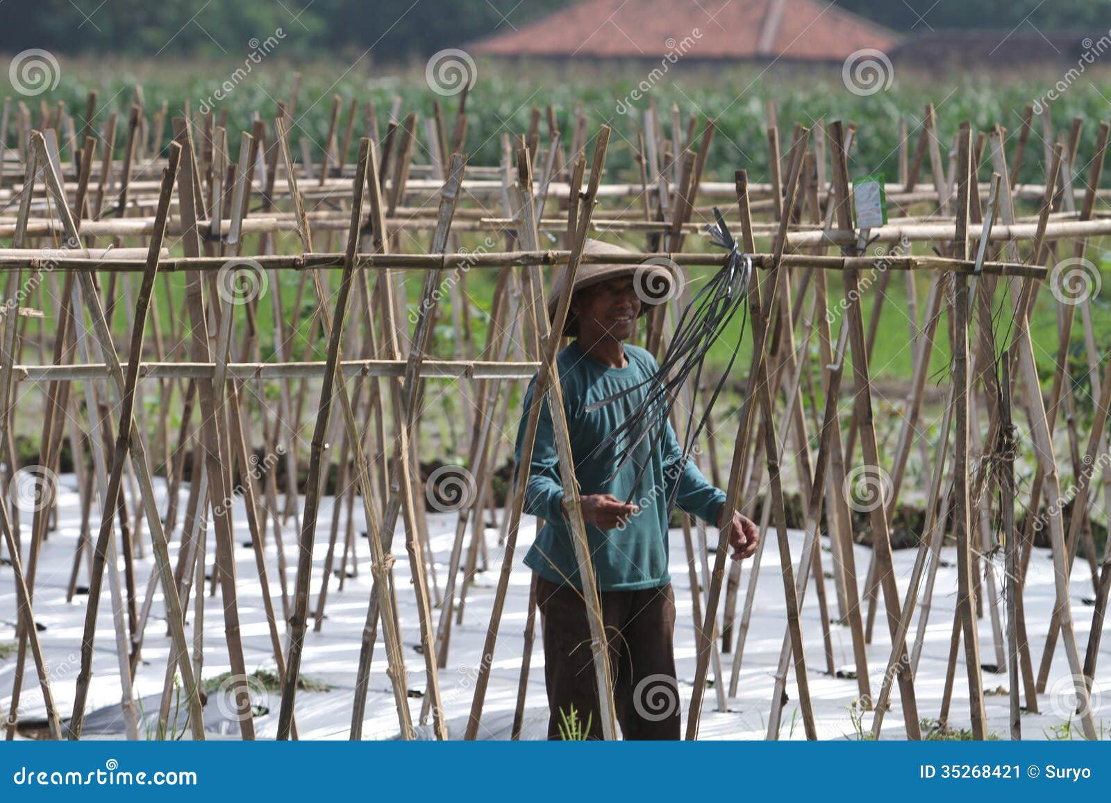 Los granjeros preparan polos del bambú para producir los melones en Boyolali, Java central, Indonesia