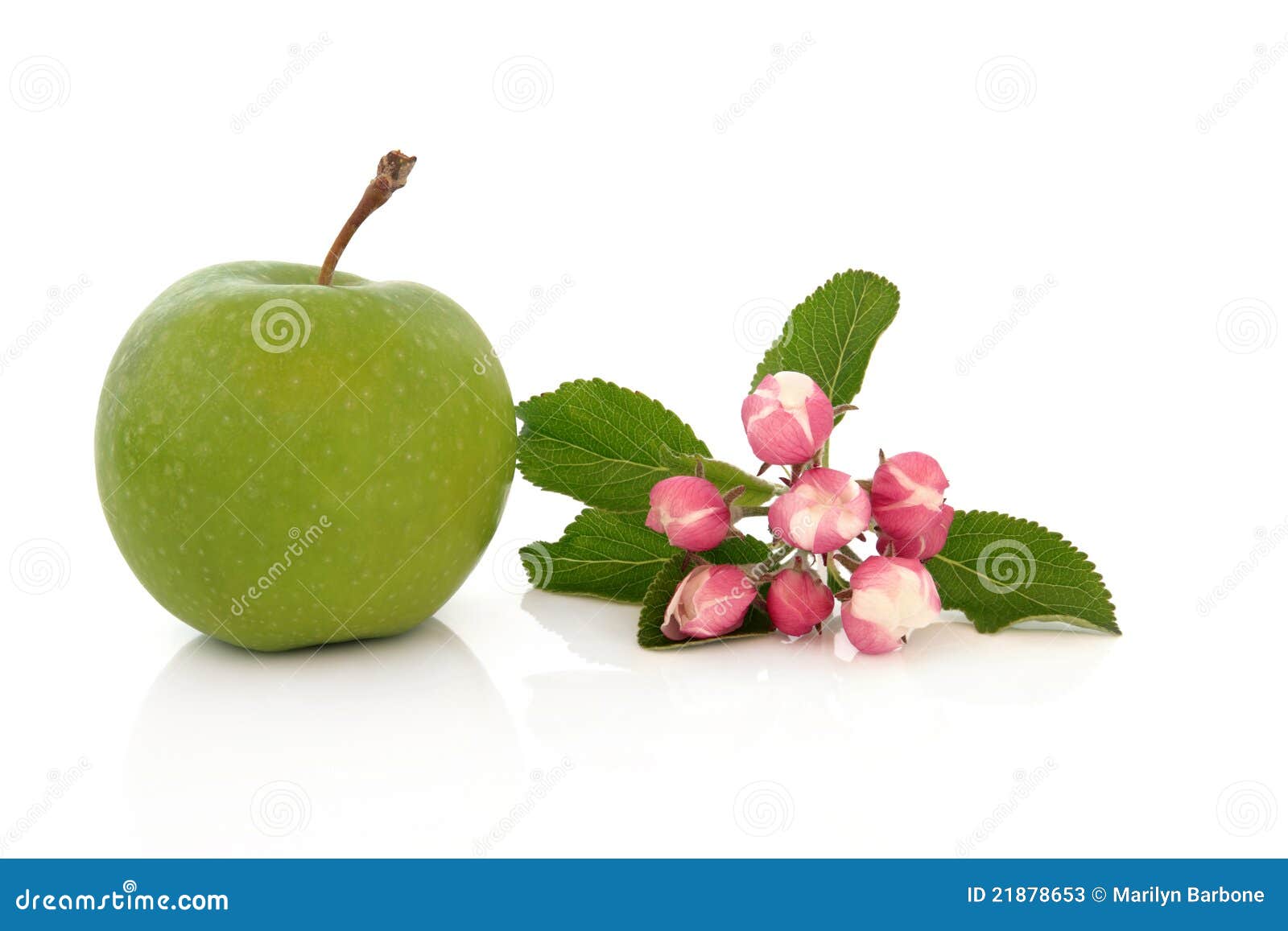 Granny Smith Apple stock image. Image of antioxidant 21878653
