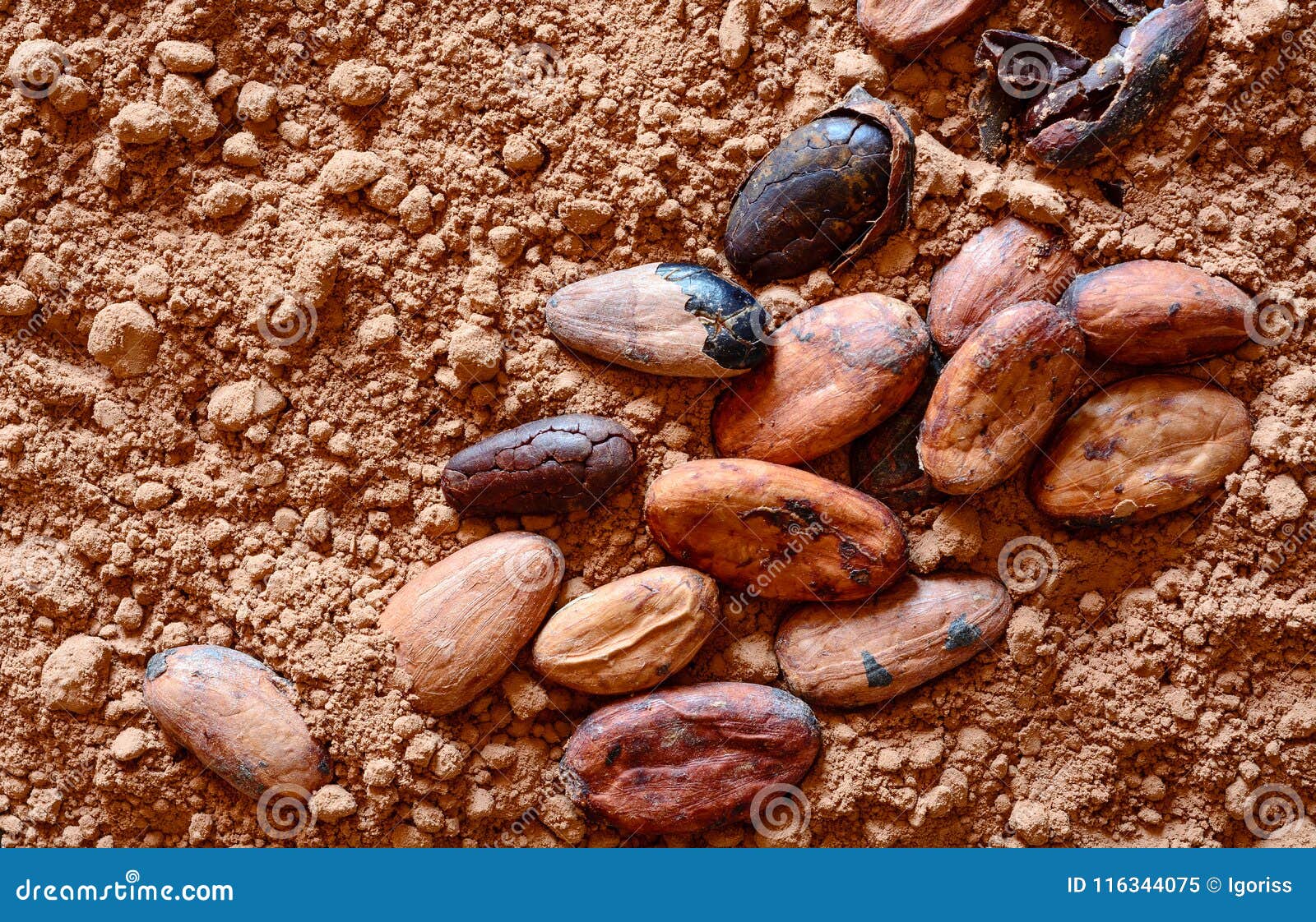 Granos de cacao en polvo imagen de archivo. Imagen de seco 116344075