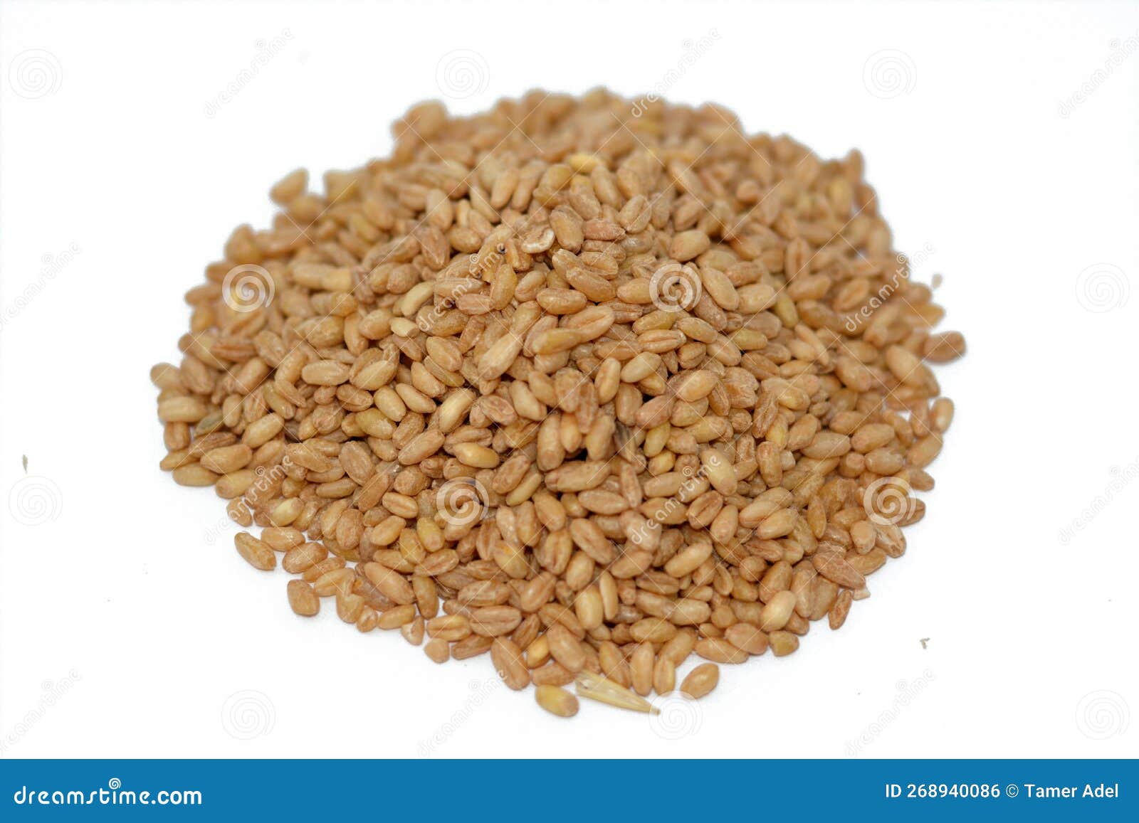 Granos De Trigo Y Semillas De Césped Ampliamente Cultivadas Para Su Semilla  Un Grano De Cereales Que Es Un Alimento Básico a Nivel Foto de archivo -  Imagen de fondo, grano: 268940086