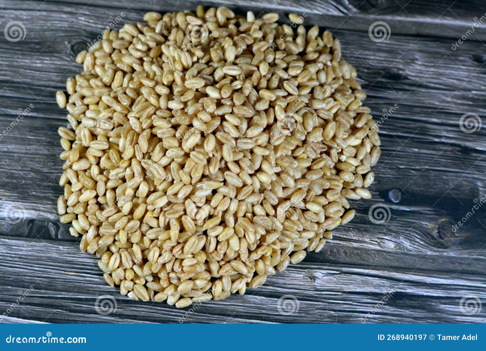 Granos De Trigo Y Semillas De Césped Ampliamente Cultivadas Para Su Semilla  Un Grano De Cereales Que Es Un Alimento Básico a Nivel Imagen de archivo -  Imagen de campo, crezca: 268940197