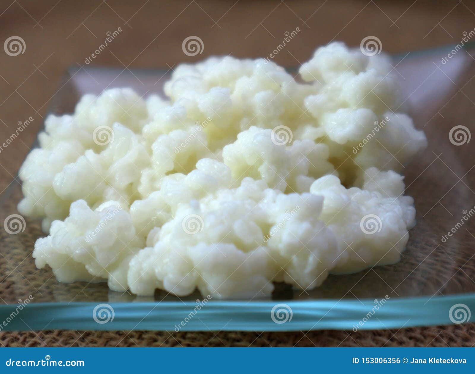 Granos probióticos de la leche de la esponja de la seta del tibetano del kéfir del primer. Foto probiótica de los granos de la leche de la esponja de la seta del tibetano del kéfir del primer