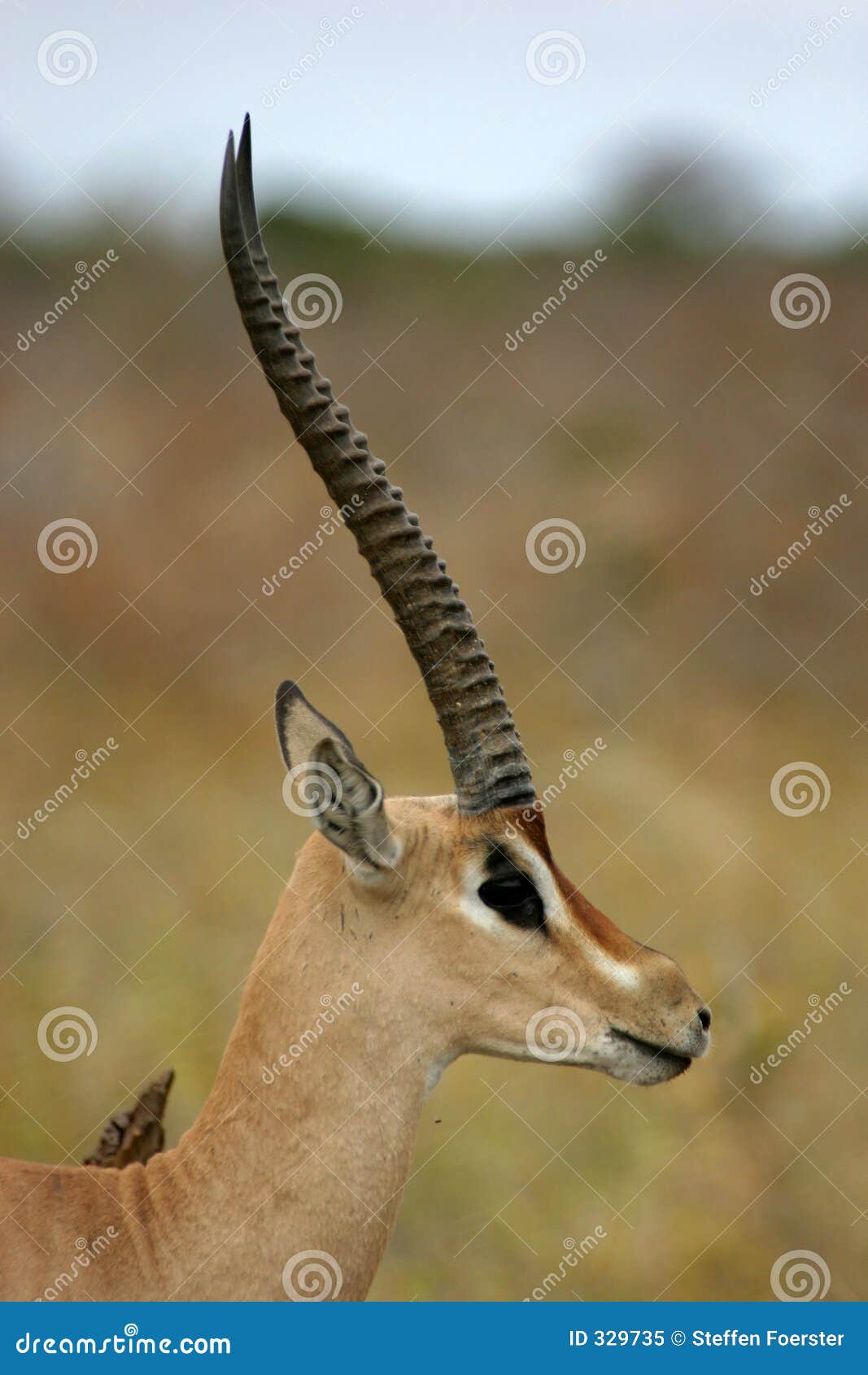 grant gazelle