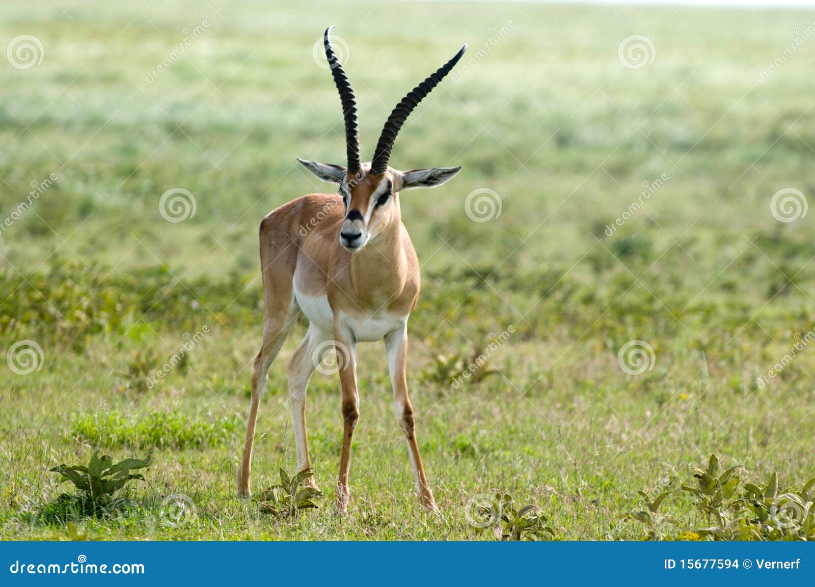 grant's gazelle