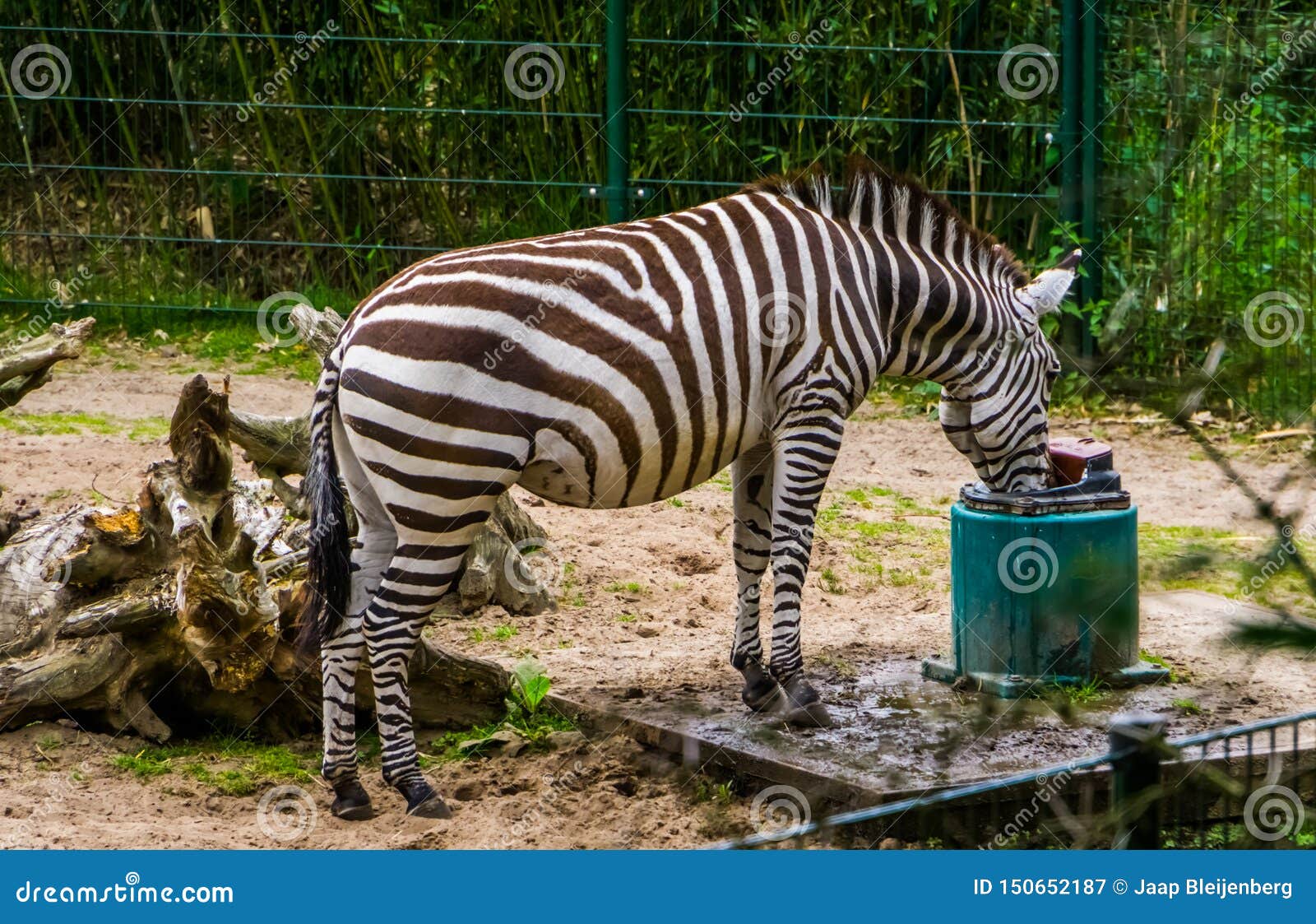 Grants Zebra Drinking Water from a Water System, Zoo Animal Care, Near Threatened Animal Specie from the Plains of Africa Stock Image - Image of black, striped: 150652187 Grants Zebra Drinking Water from a Water System, Zoo Animal Care, Near Threatened Animal Specie from the Plains of Africa Stock Image - Image of black, striped: 150652187