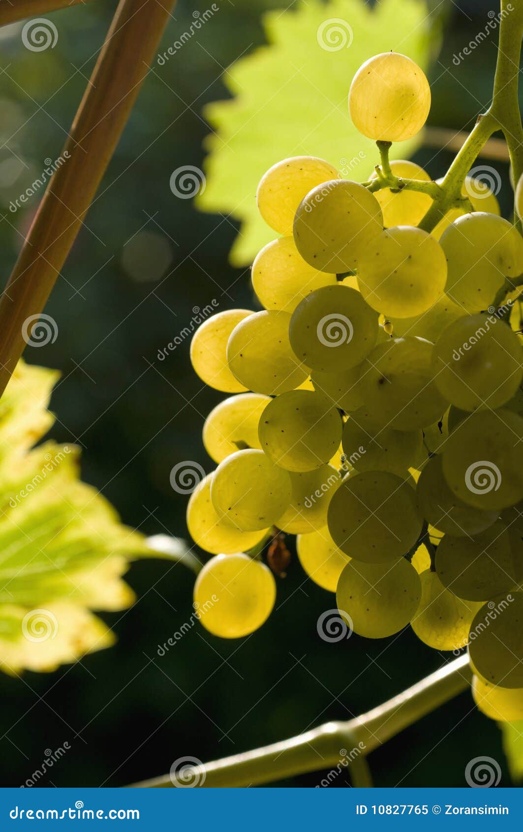 Grape stock image. Image of bunch, organic, healthy, nature 10827765