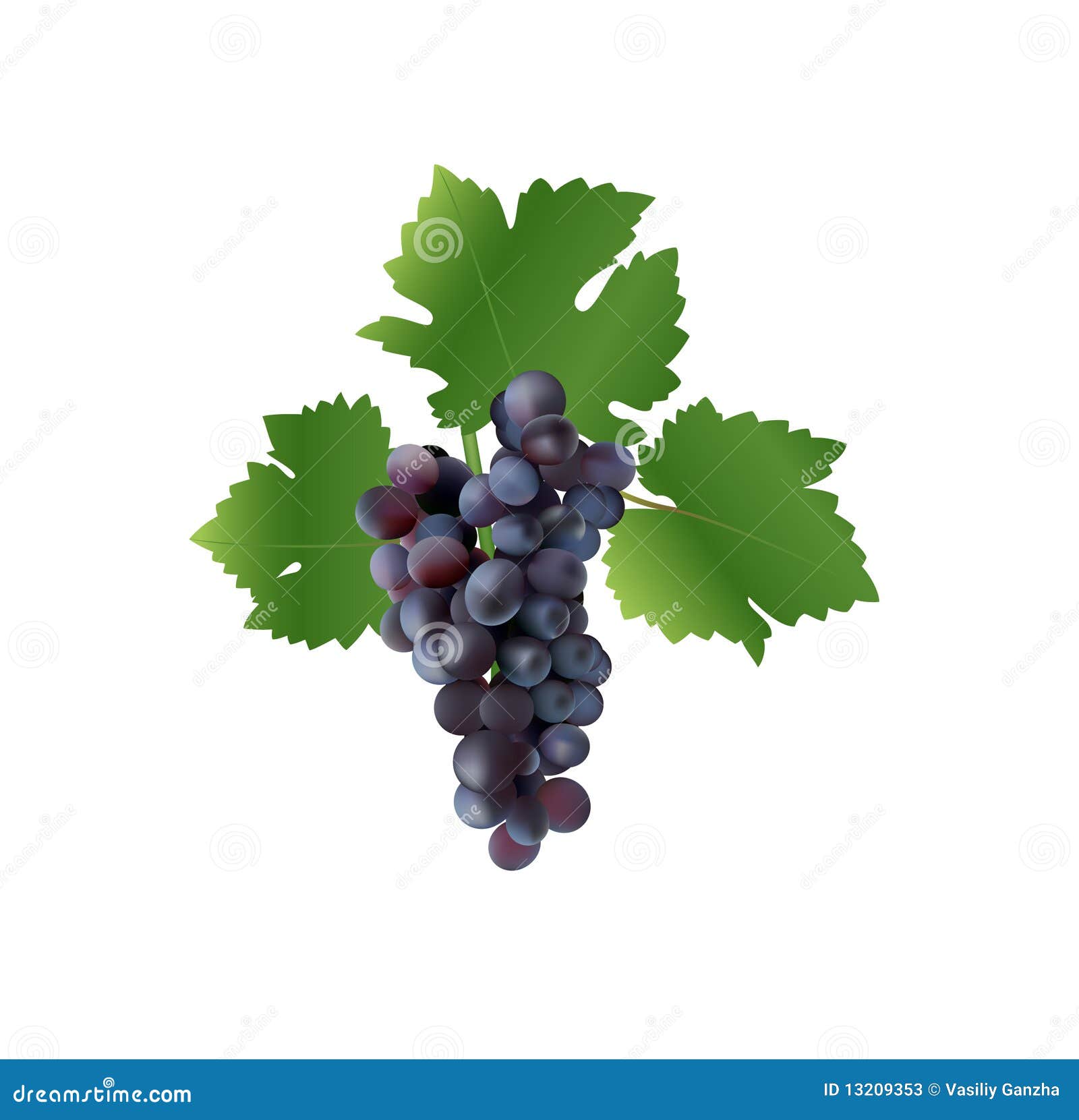 Sweet ripe grape vector illustration. Contains mesh.