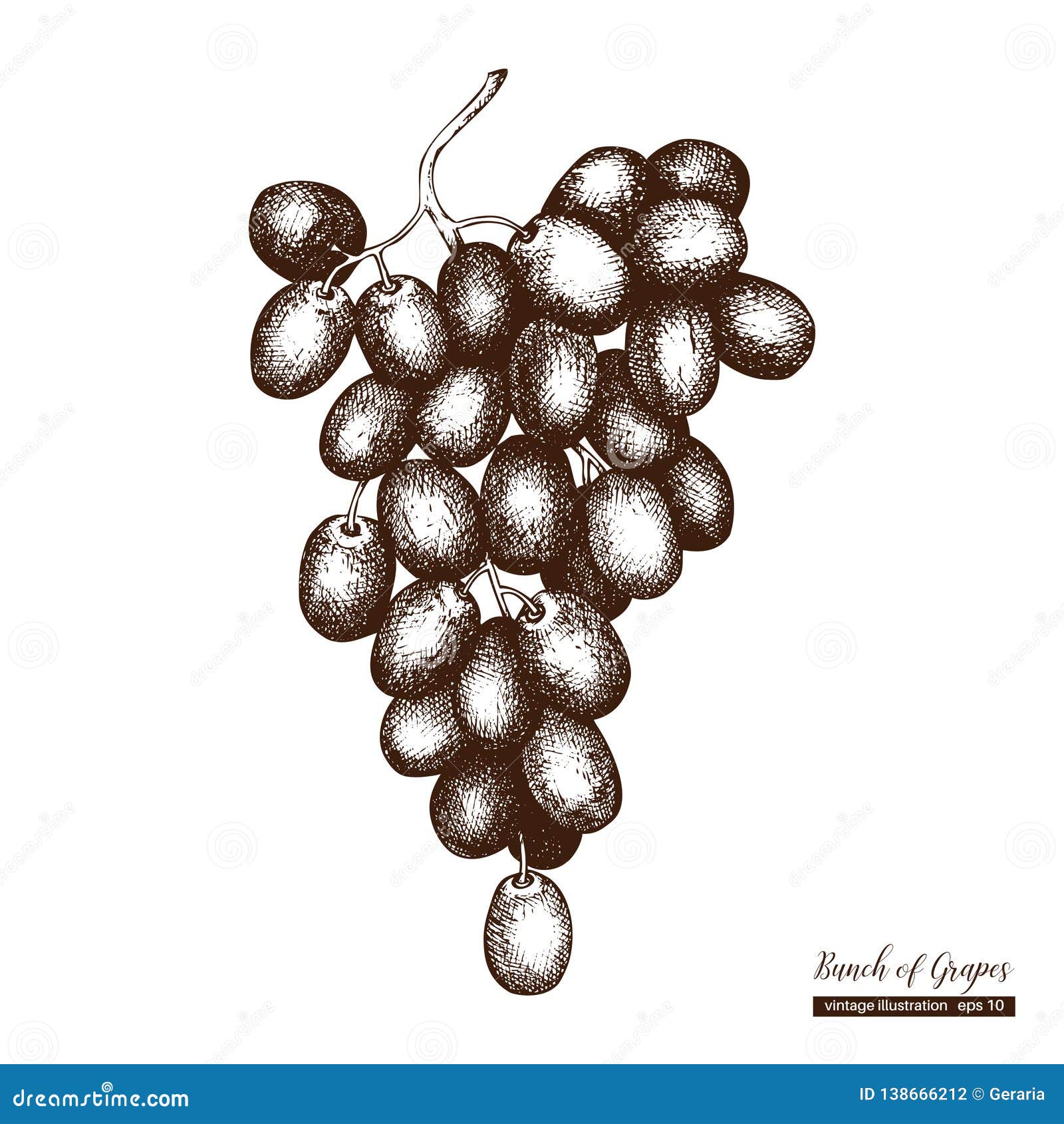 vector-grapes-vintage-sketch-hand-drawn-illustration-engraved-vine