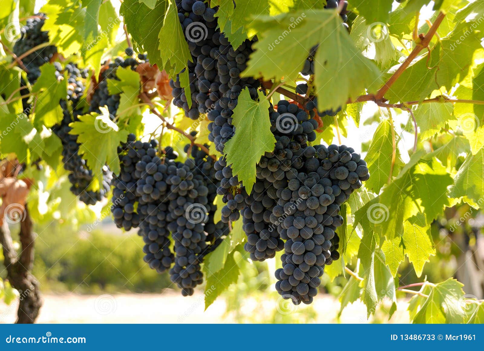 Grape 2 stock image. Image of grapes, season, vine, green 13486733