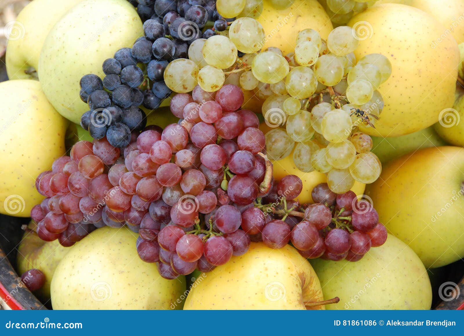 The grape and apples stock photo. Image of business, read 81861086