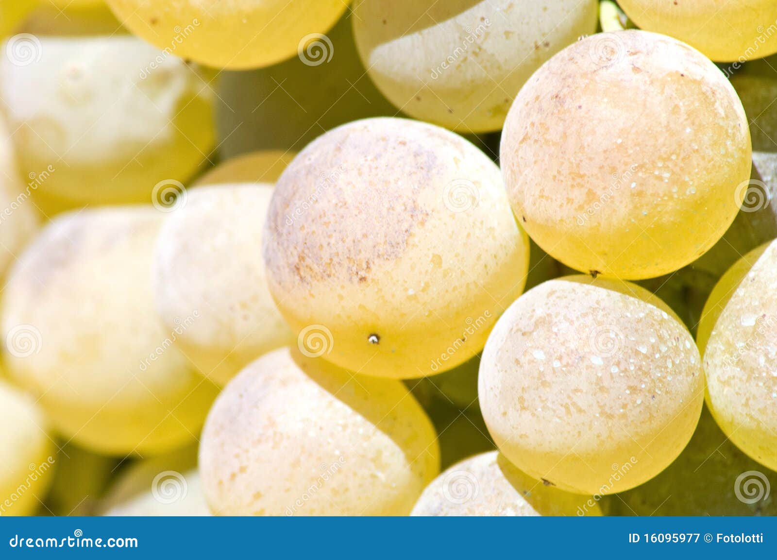 Grape berry stock image. Image of color, healthy, beautiful 16095977