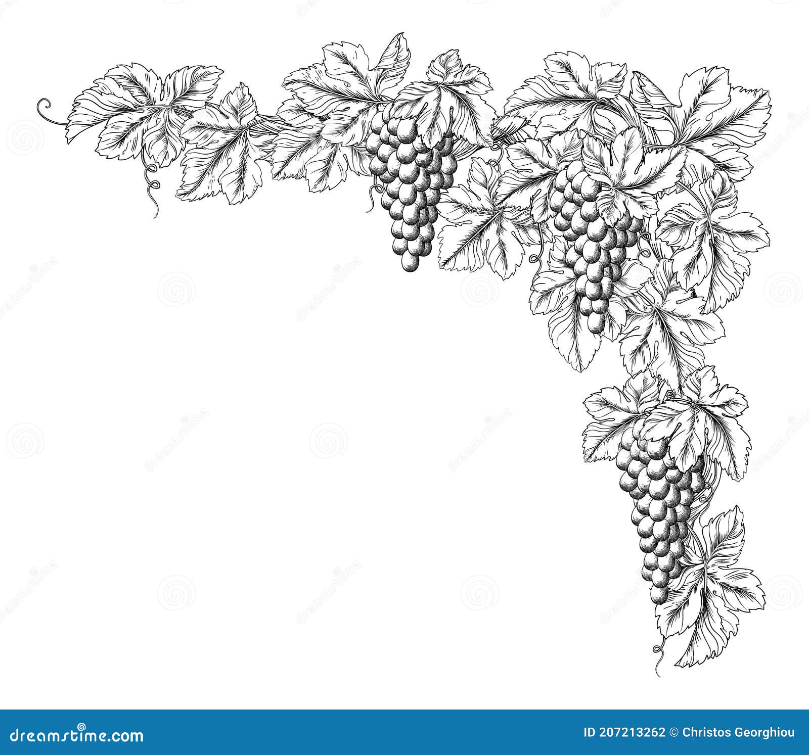 Grape Vine Sketch Vector Images over 3100