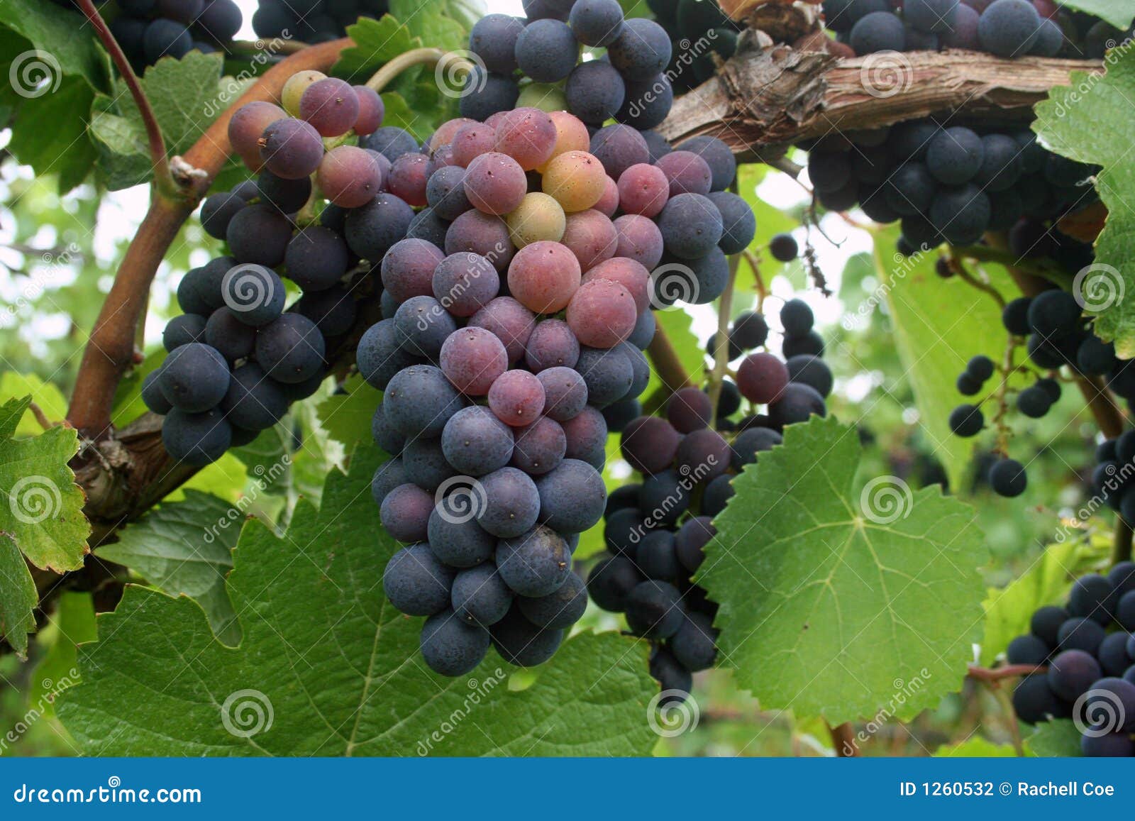 grape clusters grape clusters