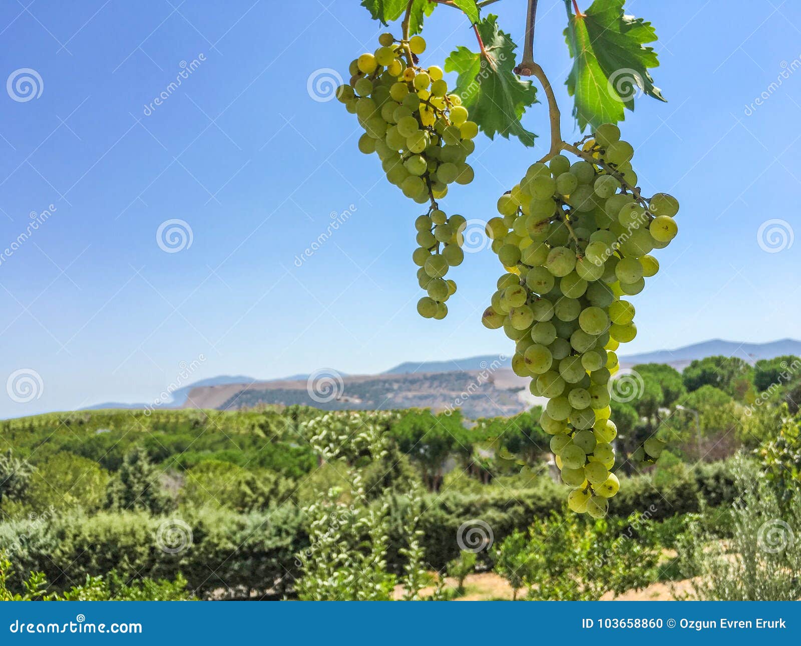 Grape Clusters, Grape Grain Stock Photo Image of bunch, black 103658860