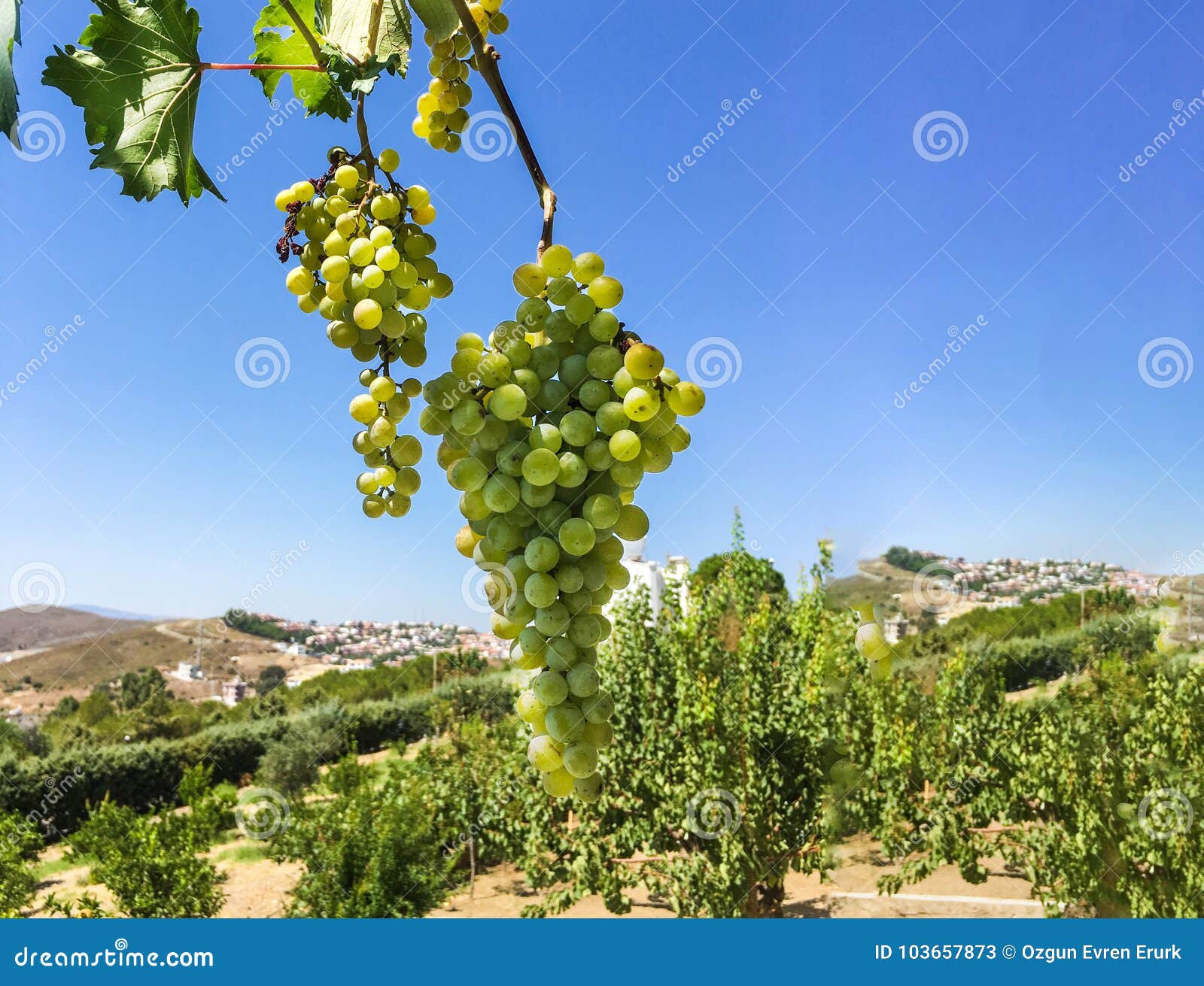 Grape Clusters, Grape Grain Stock Image Image of advertising